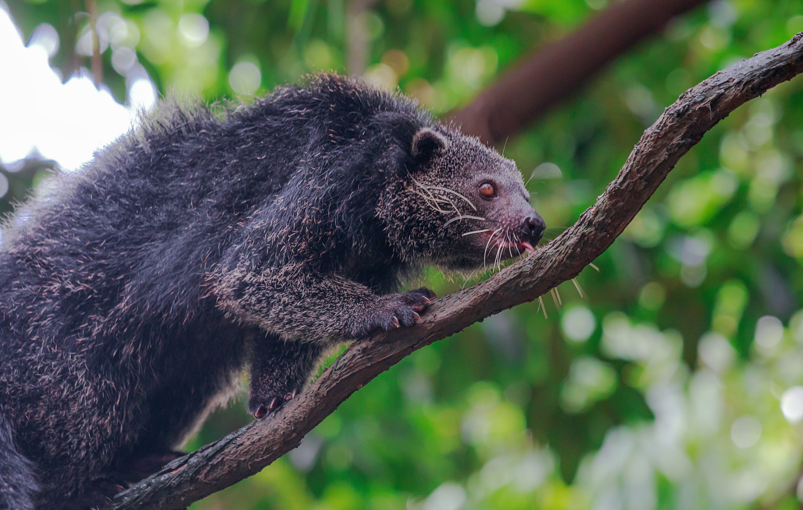 Binturong