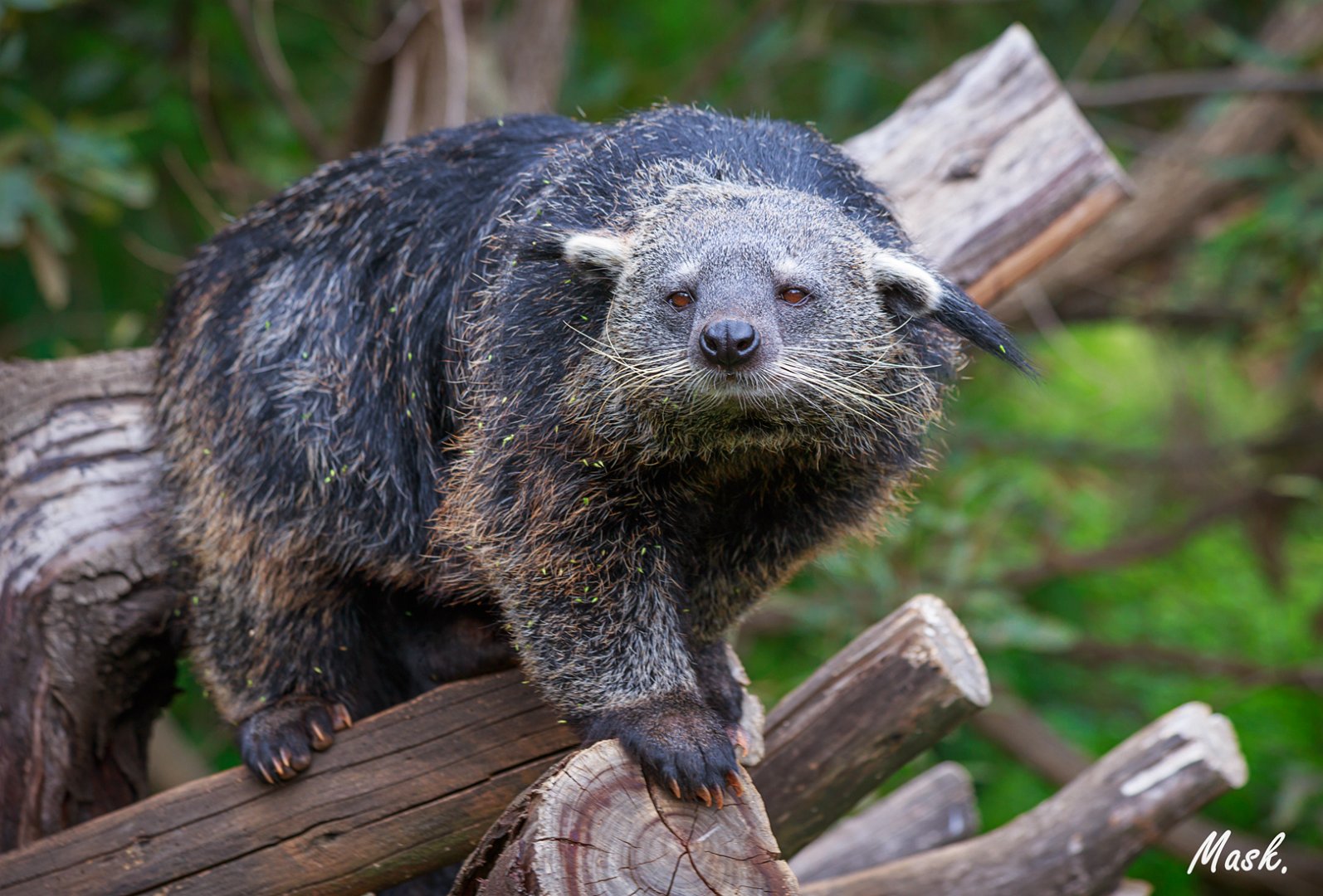 Binturong