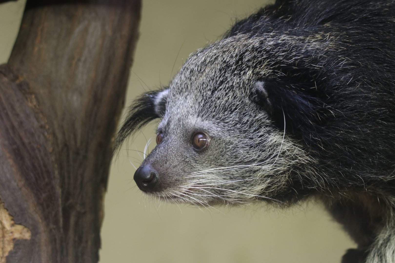 Binturong