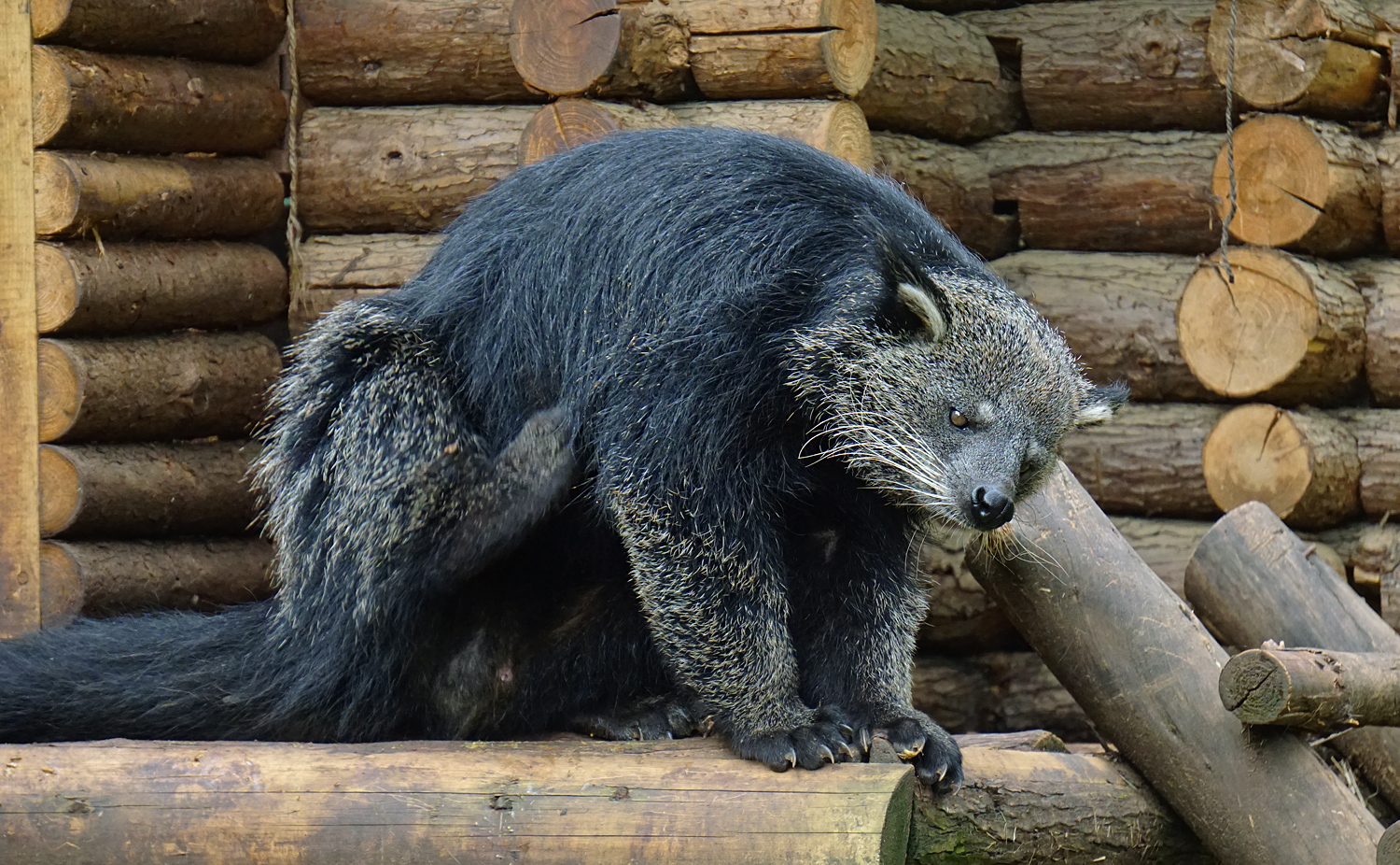 Binturong