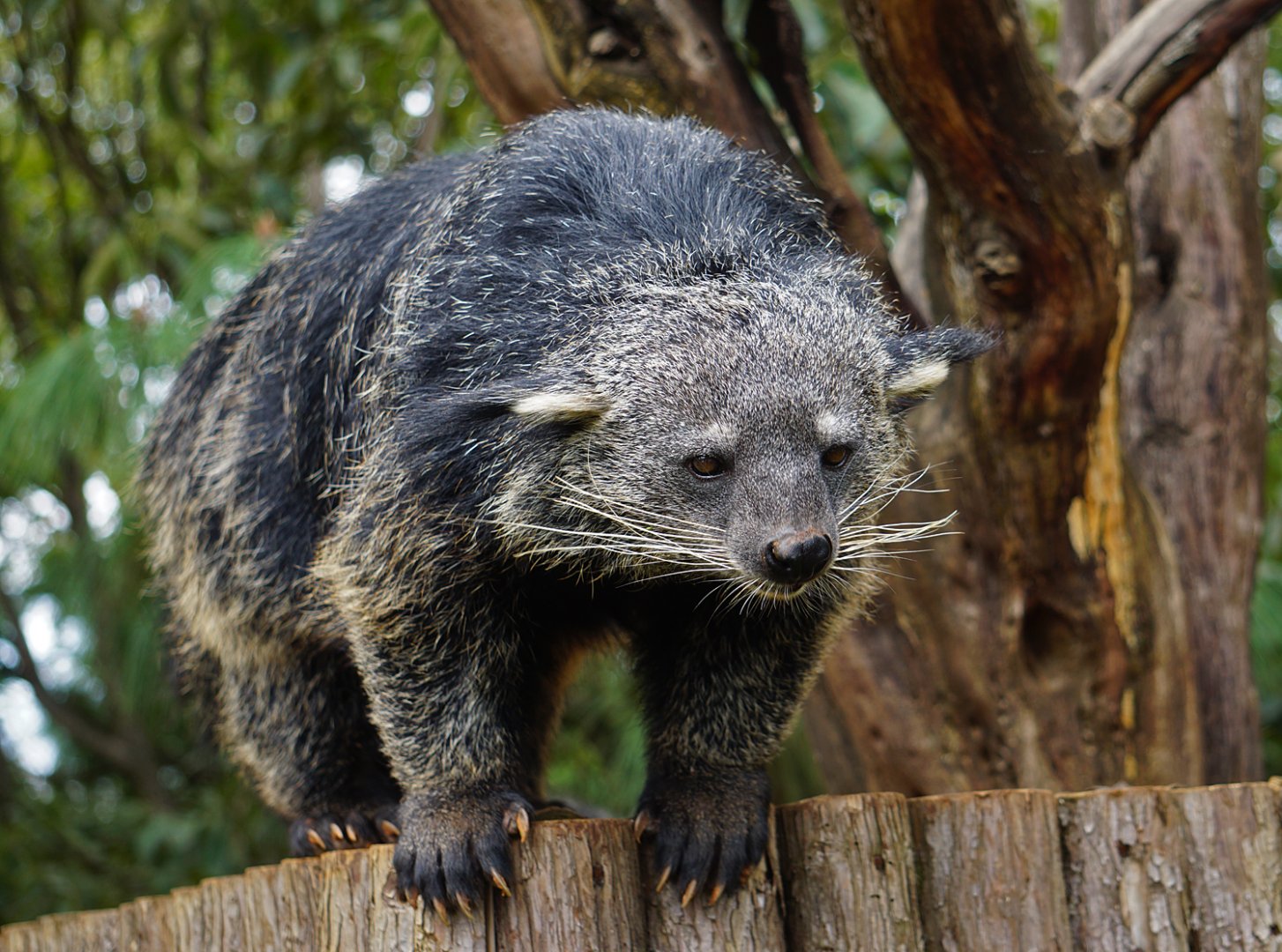 Binturong