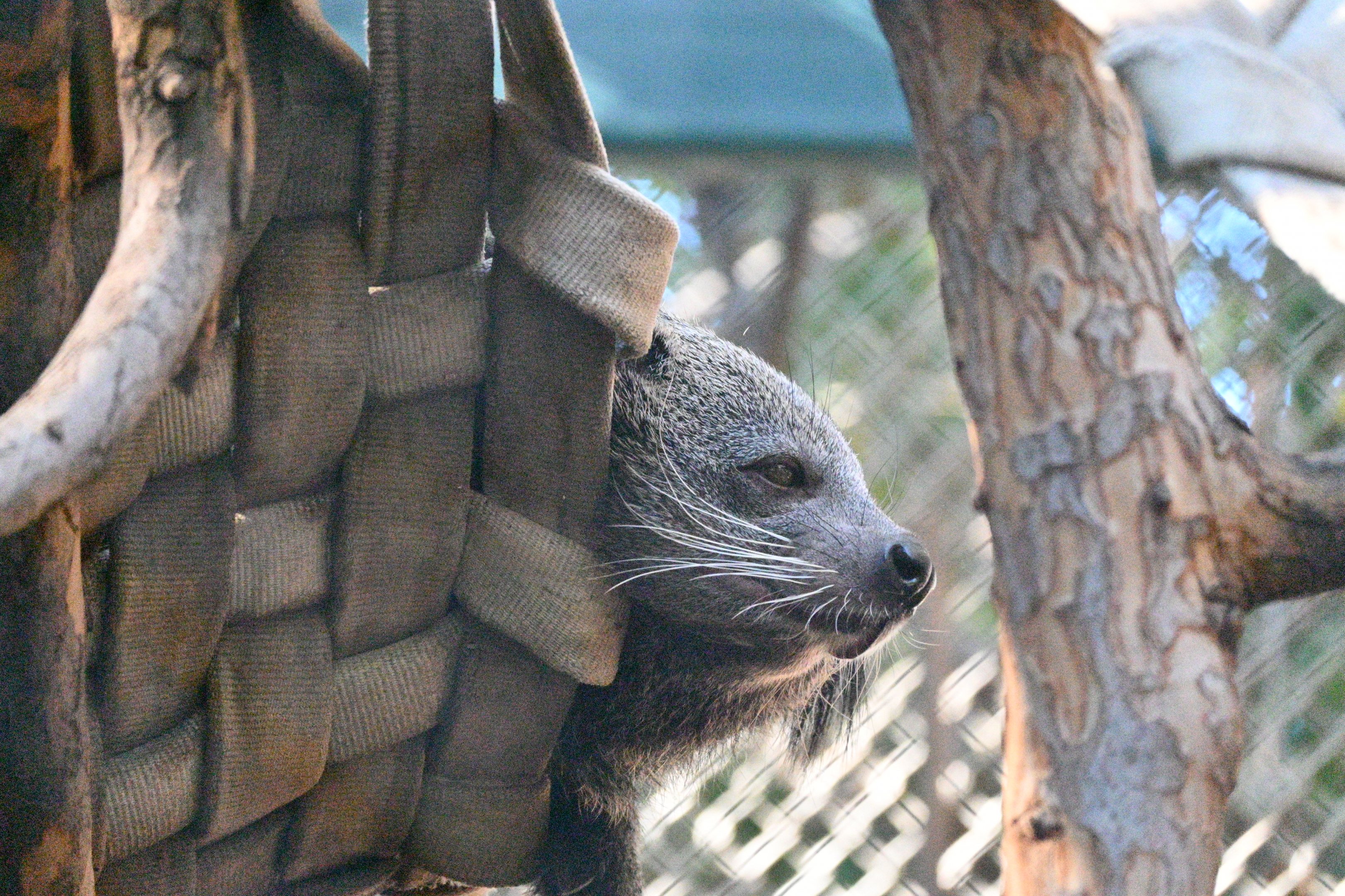 Binturong