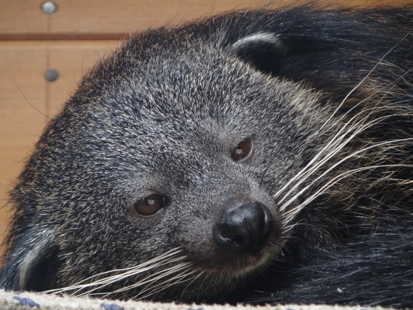Binturong