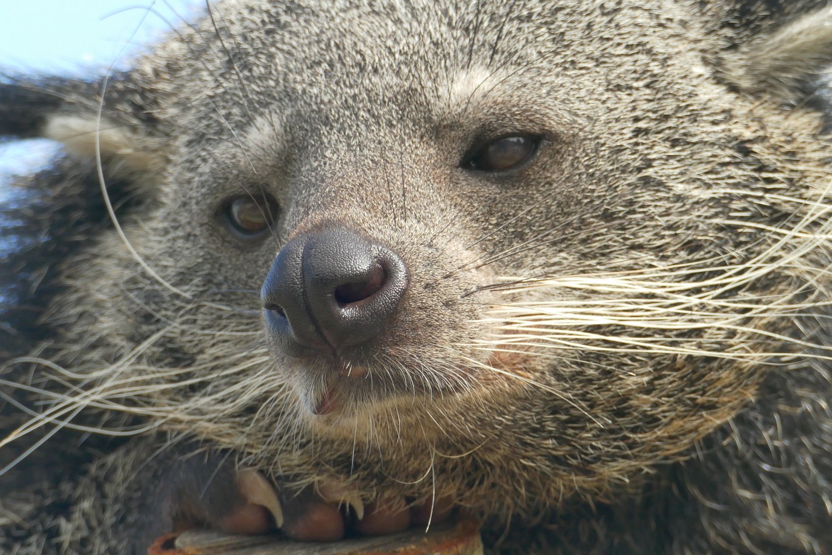Binturong