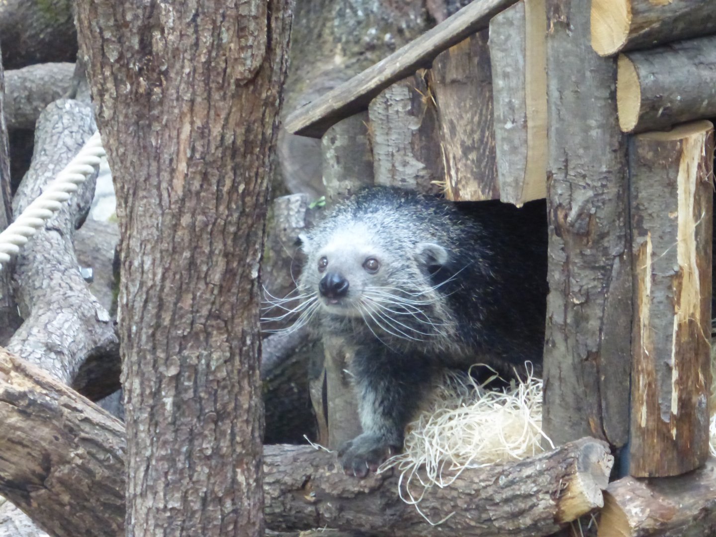Binturong
