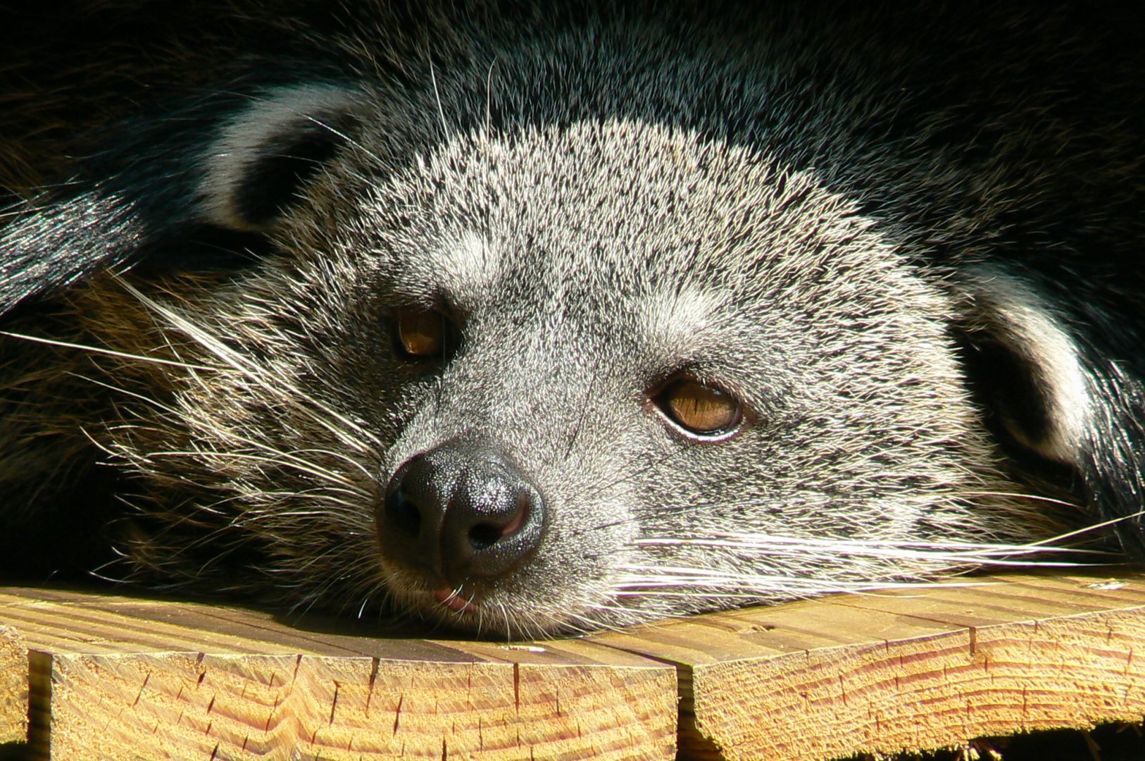 Binturong
