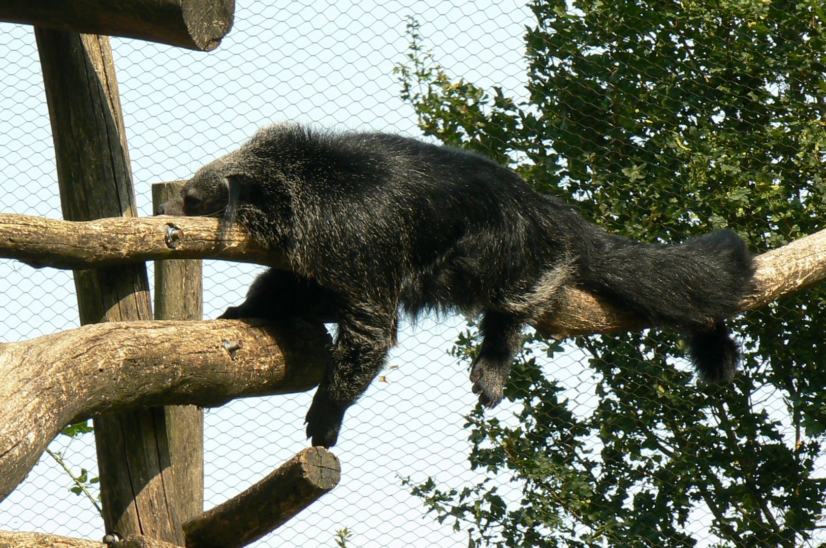 Binturong