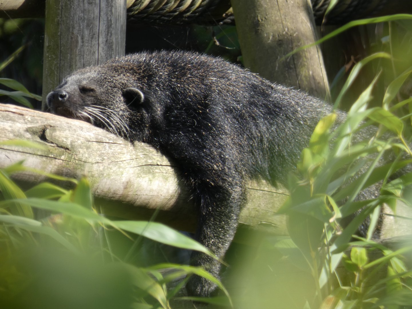 Binturong