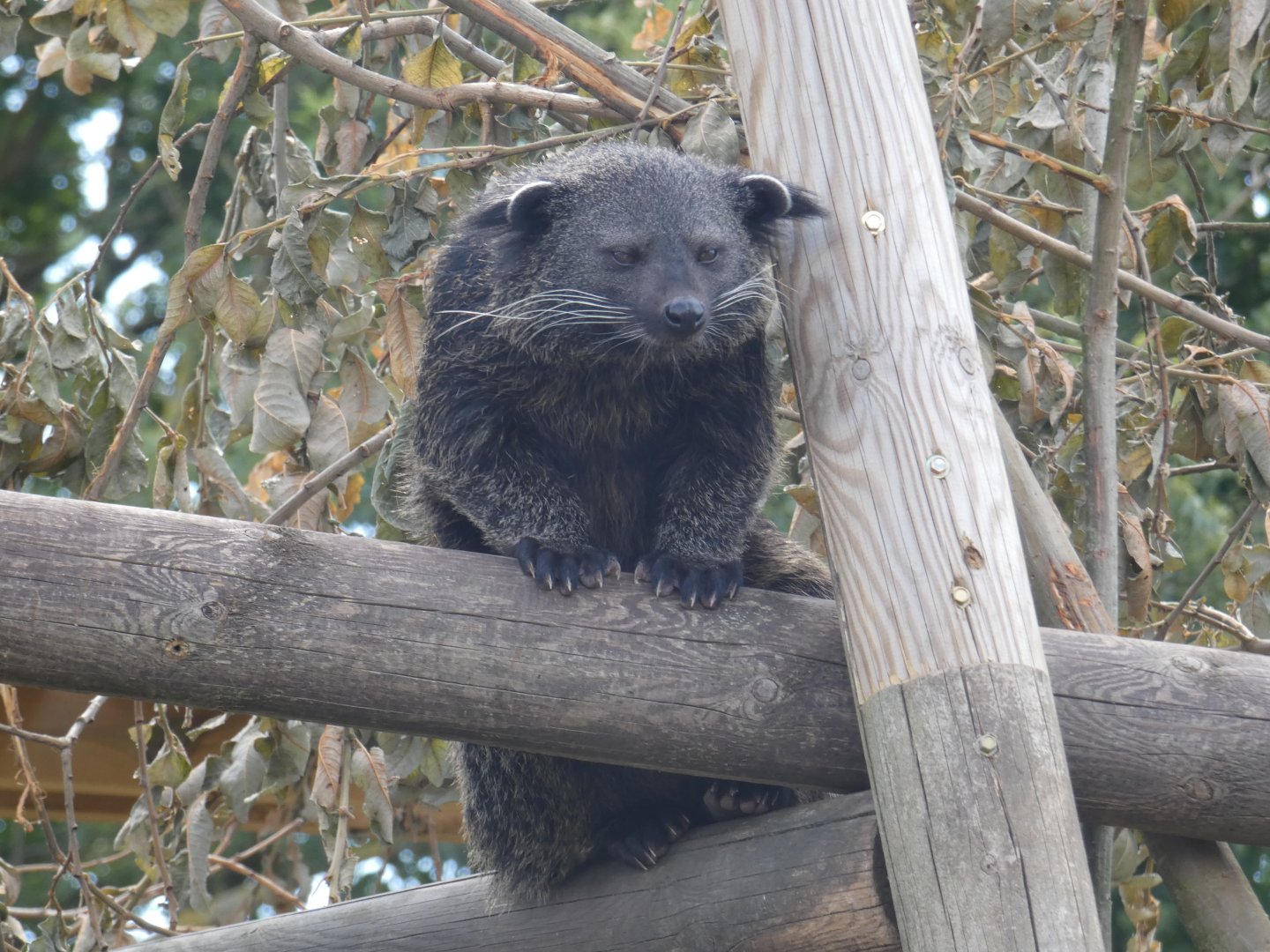 Binturong