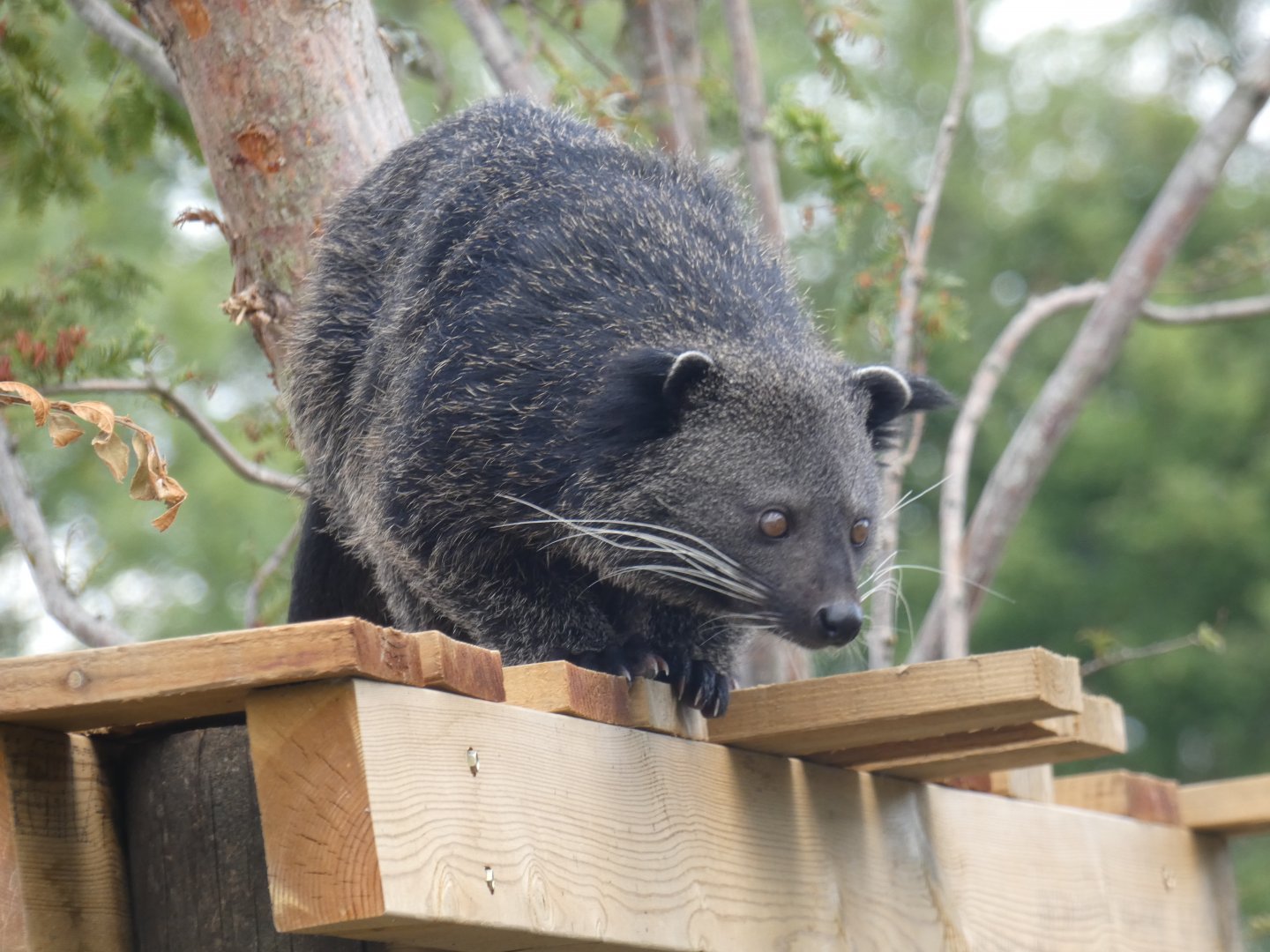 Binturong