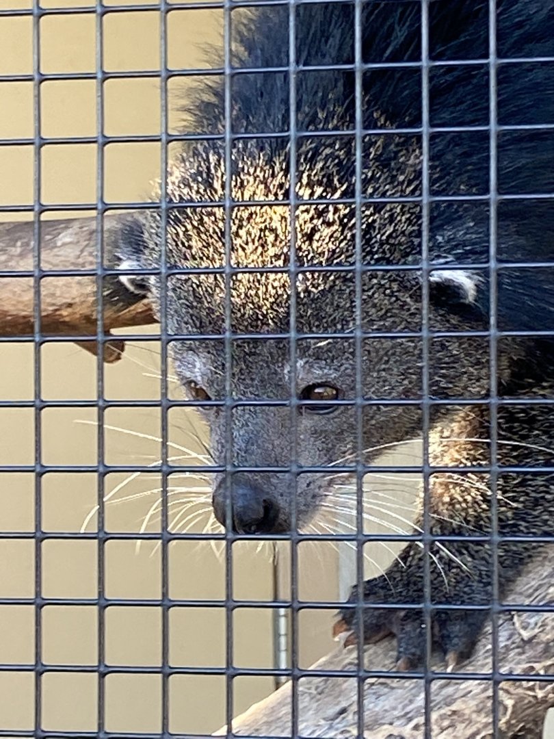 Binturong