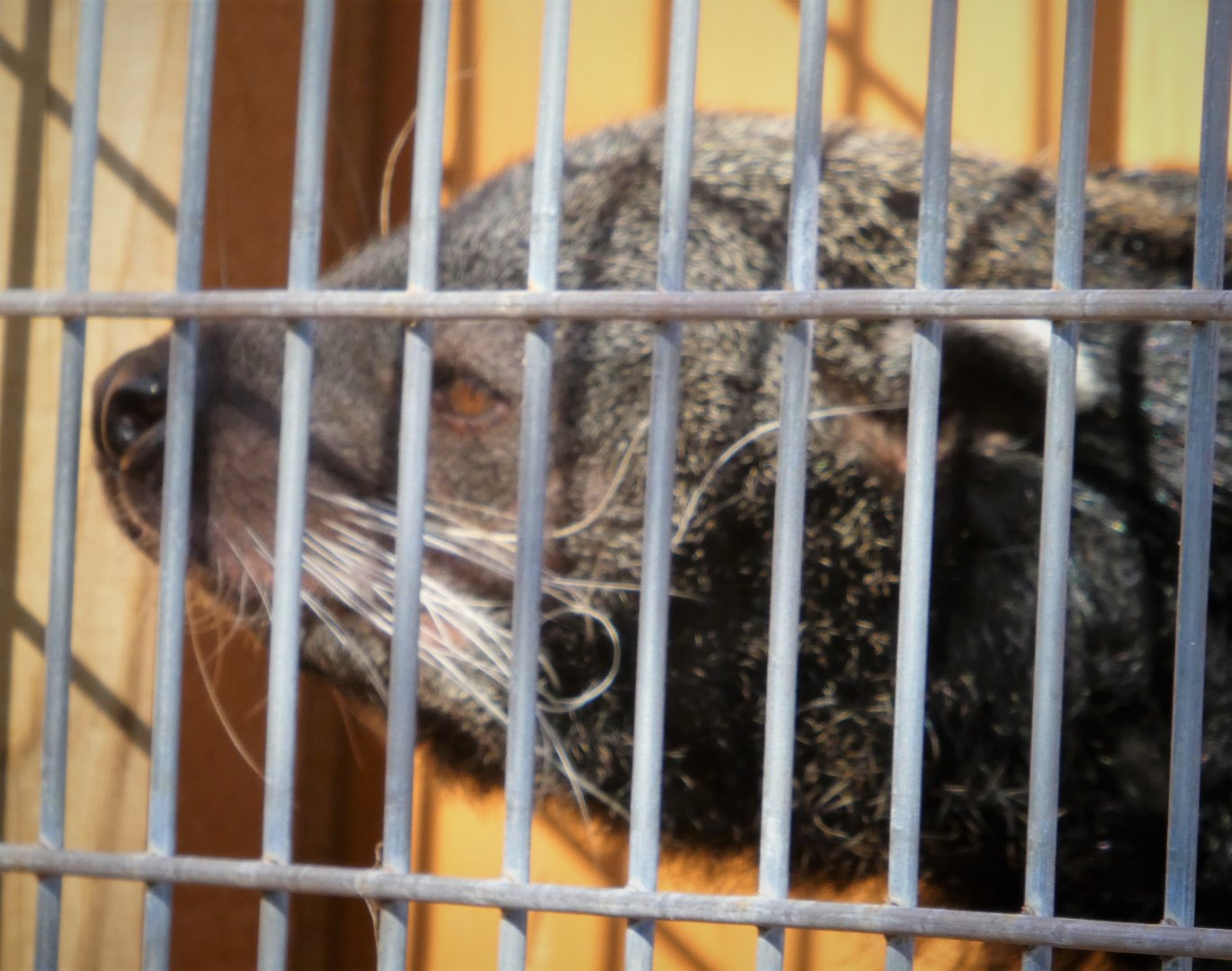 Binturong