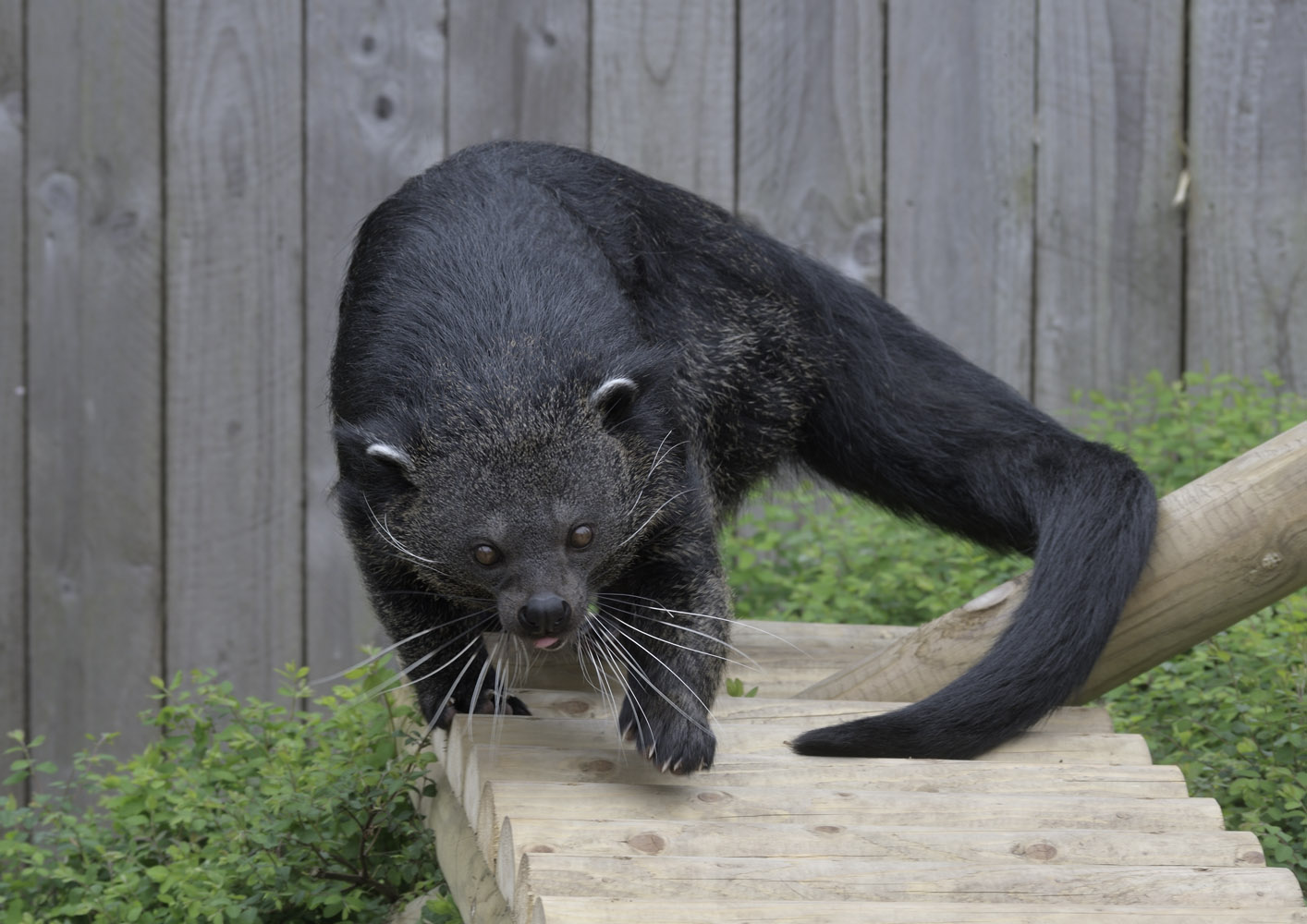 Binturong