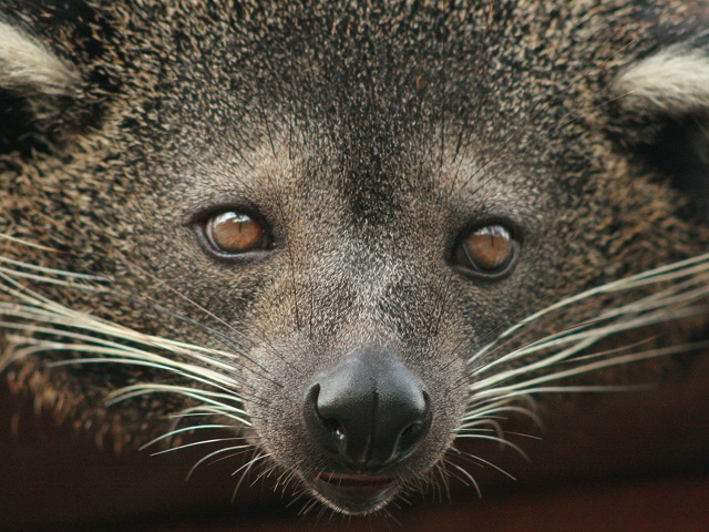 Binturong