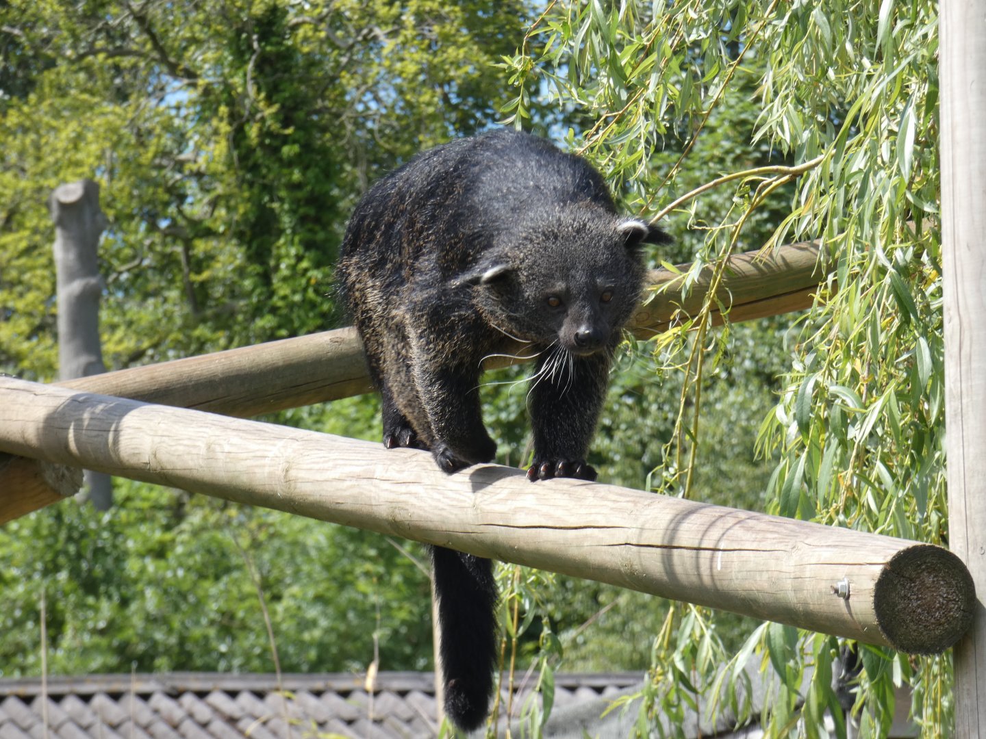 Binturong