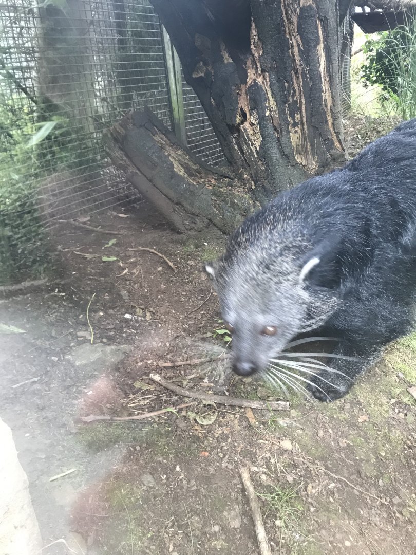 Binturong