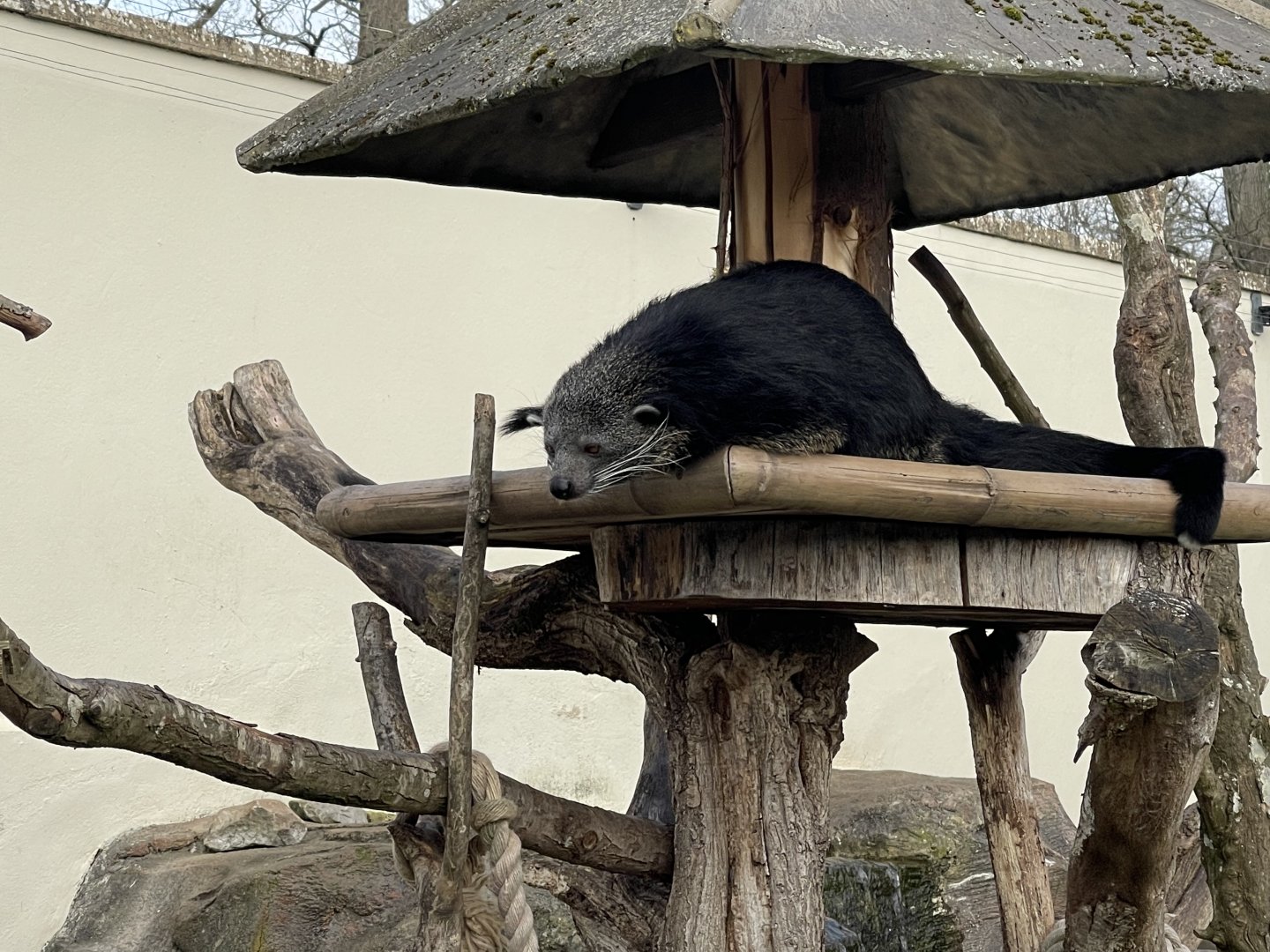 Binturong