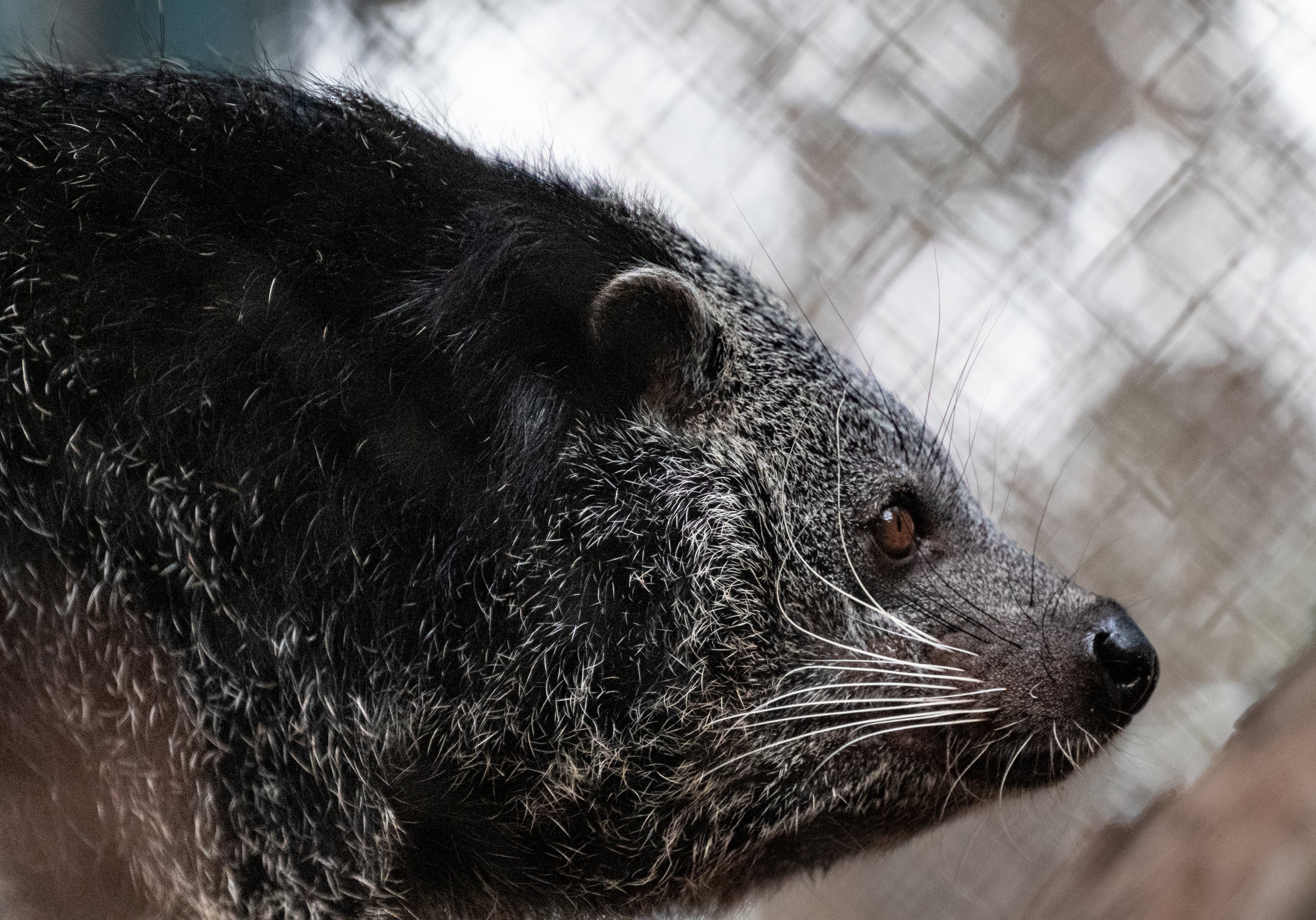 Binturong