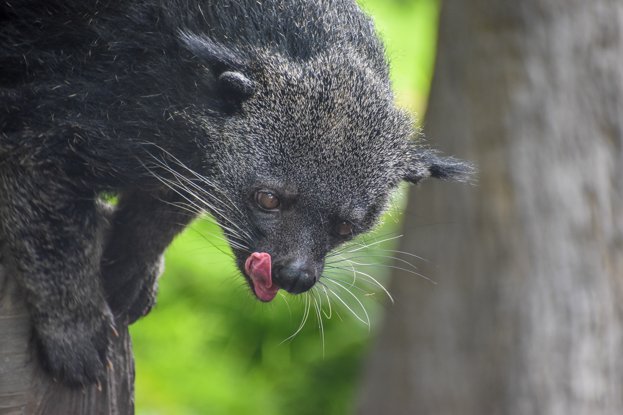 Binturong