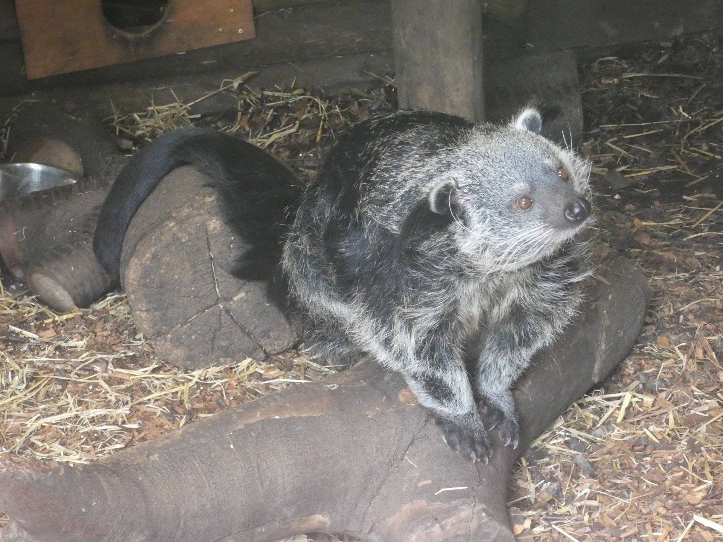 Binturong