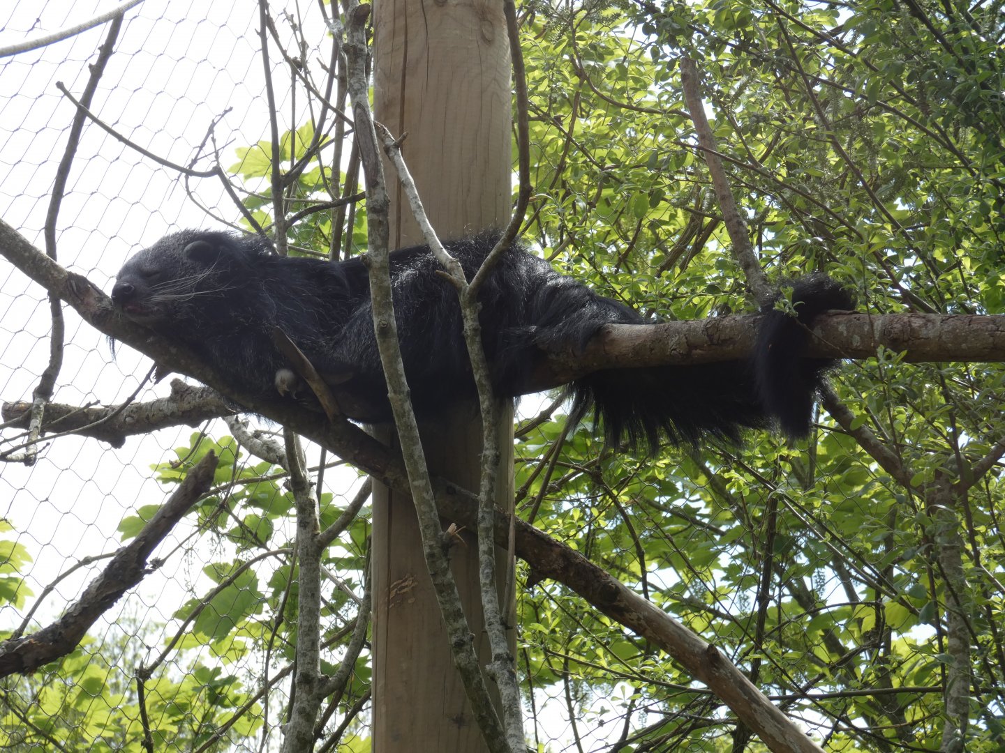 Binturong