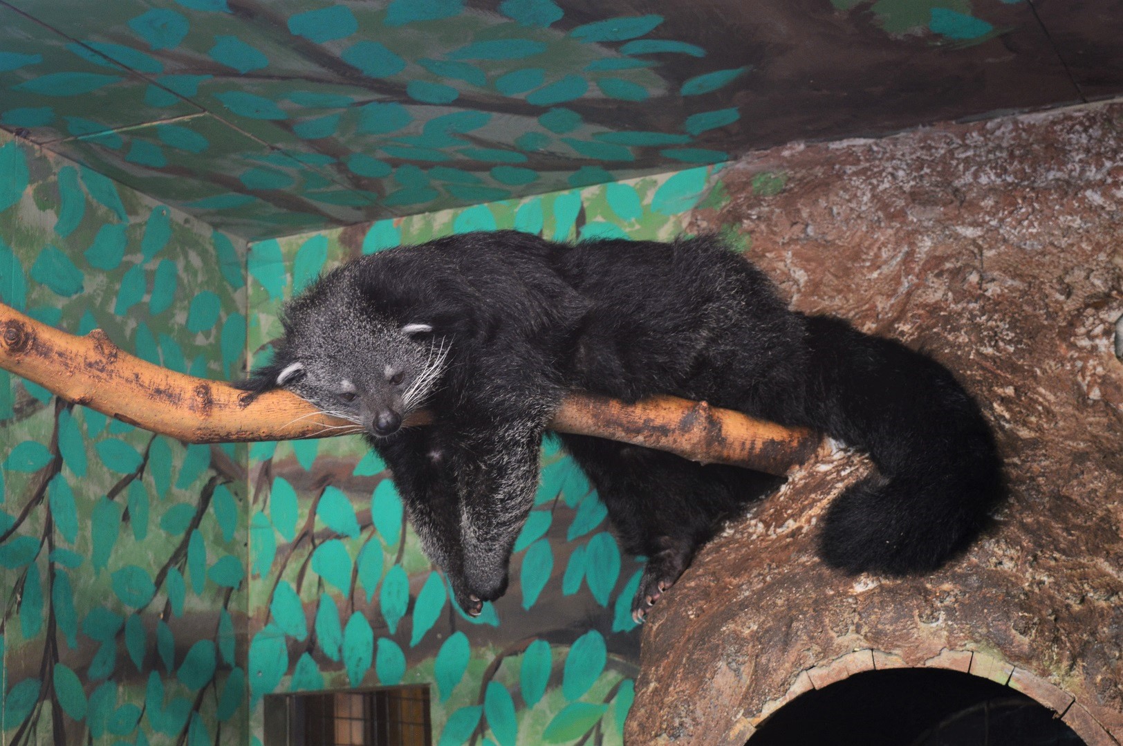 Binturong