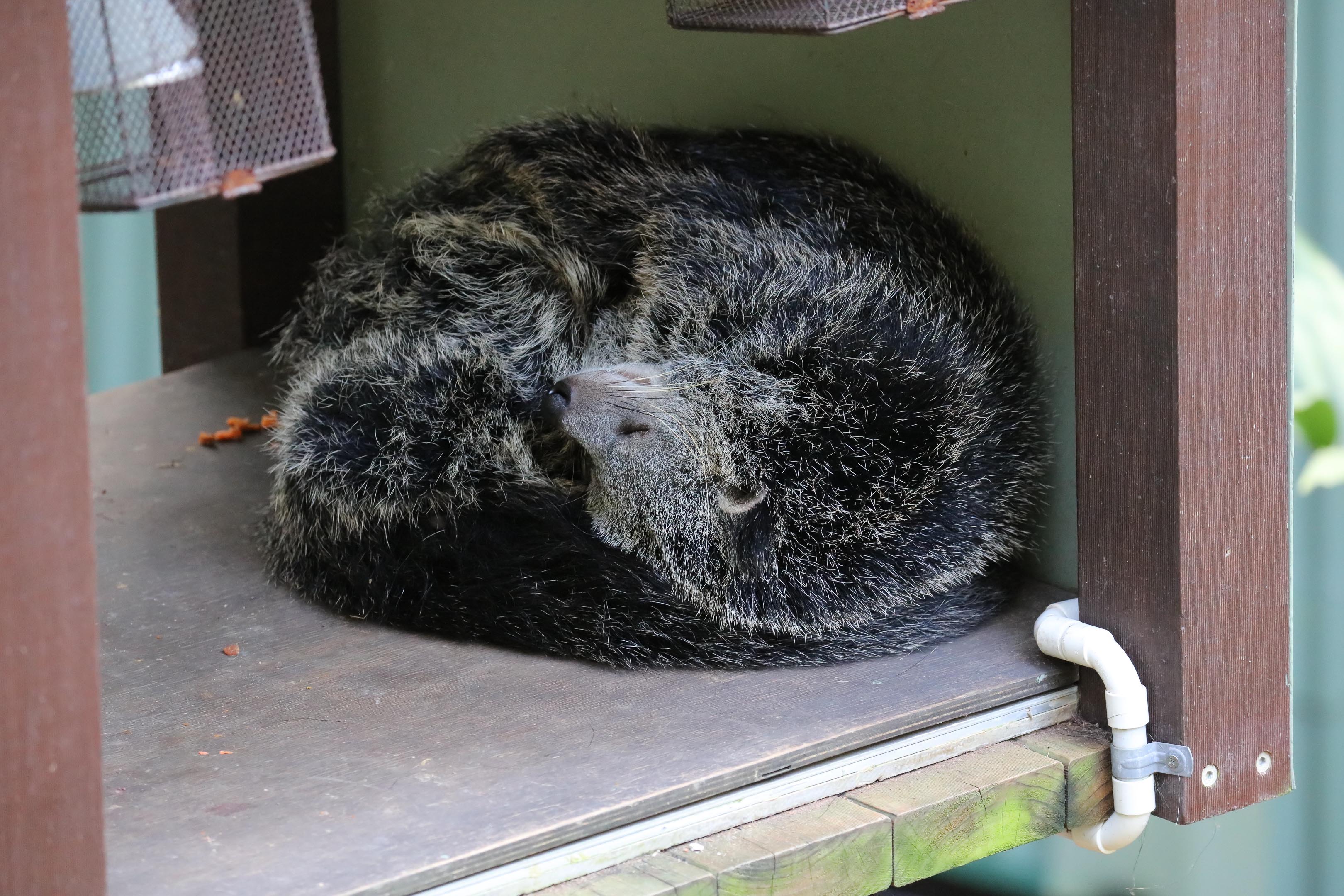 Binturong