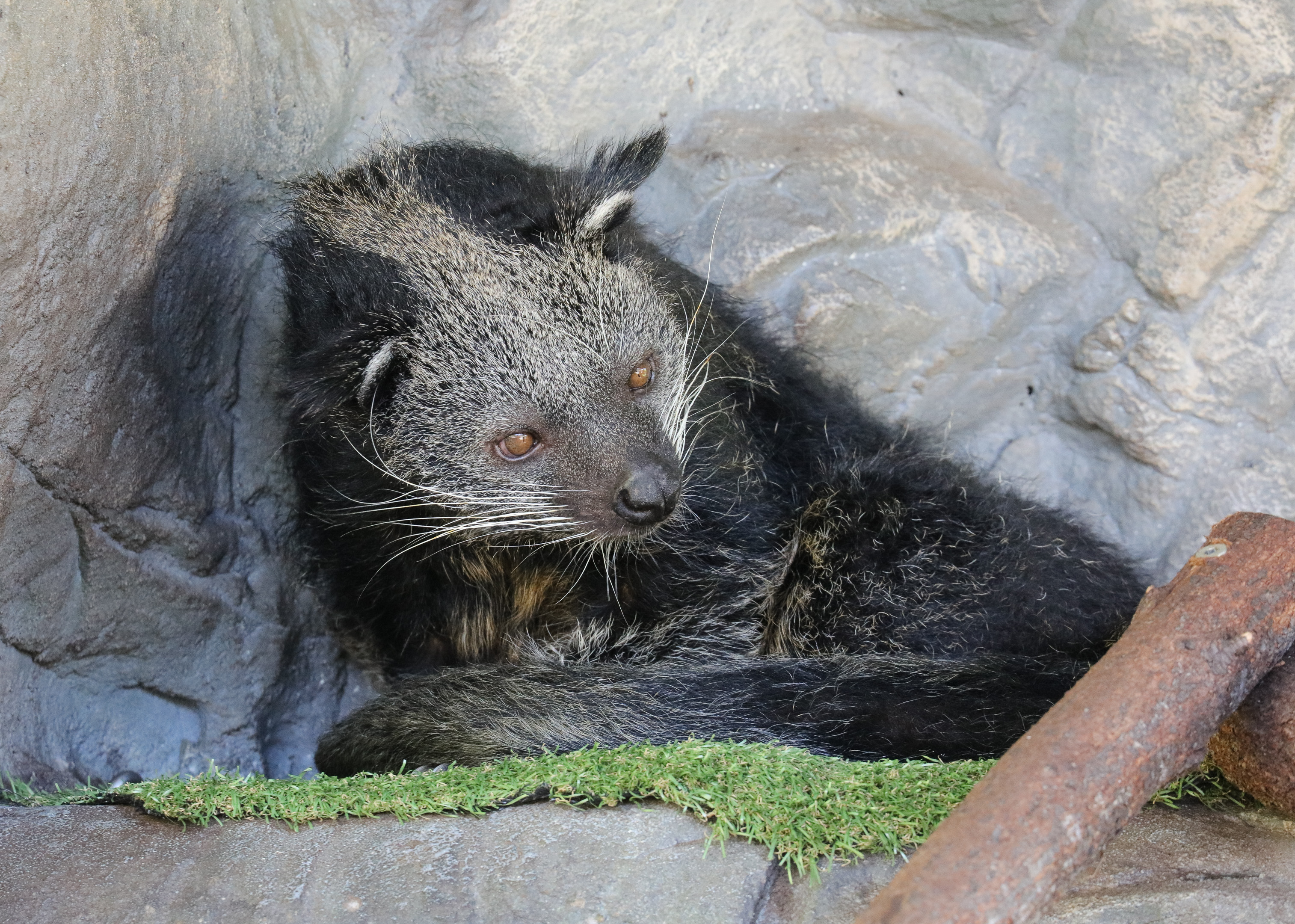 Binturong
