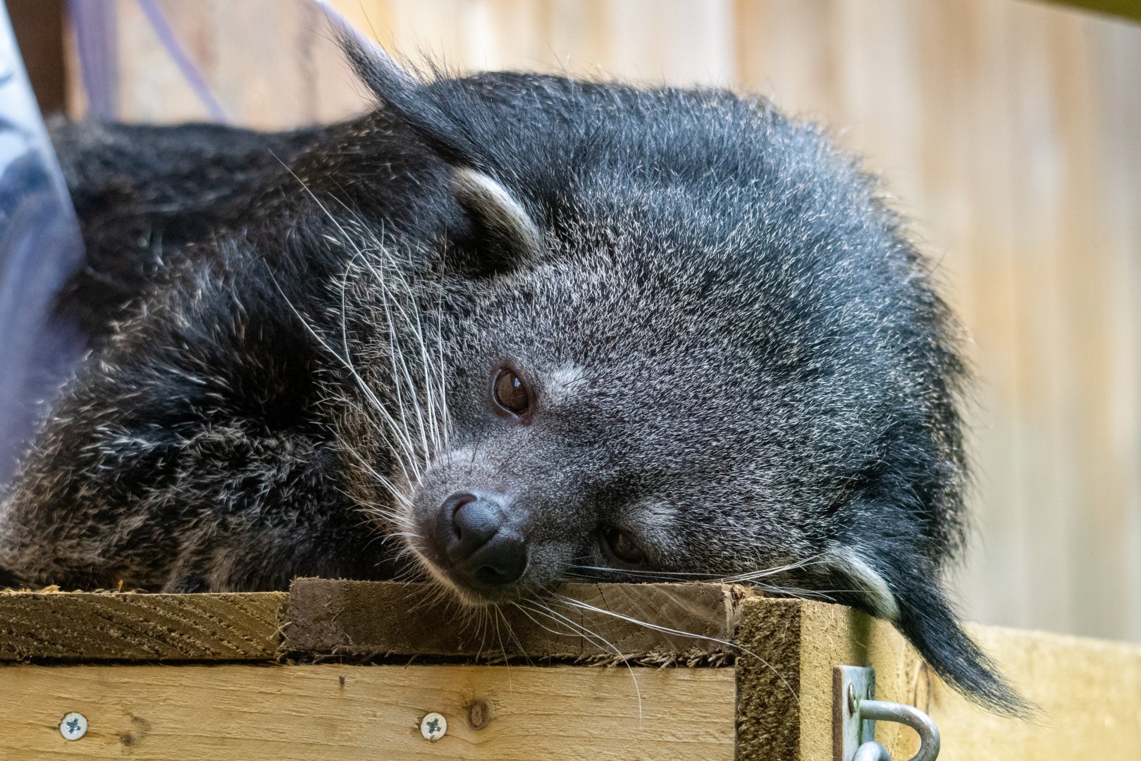 Binturong