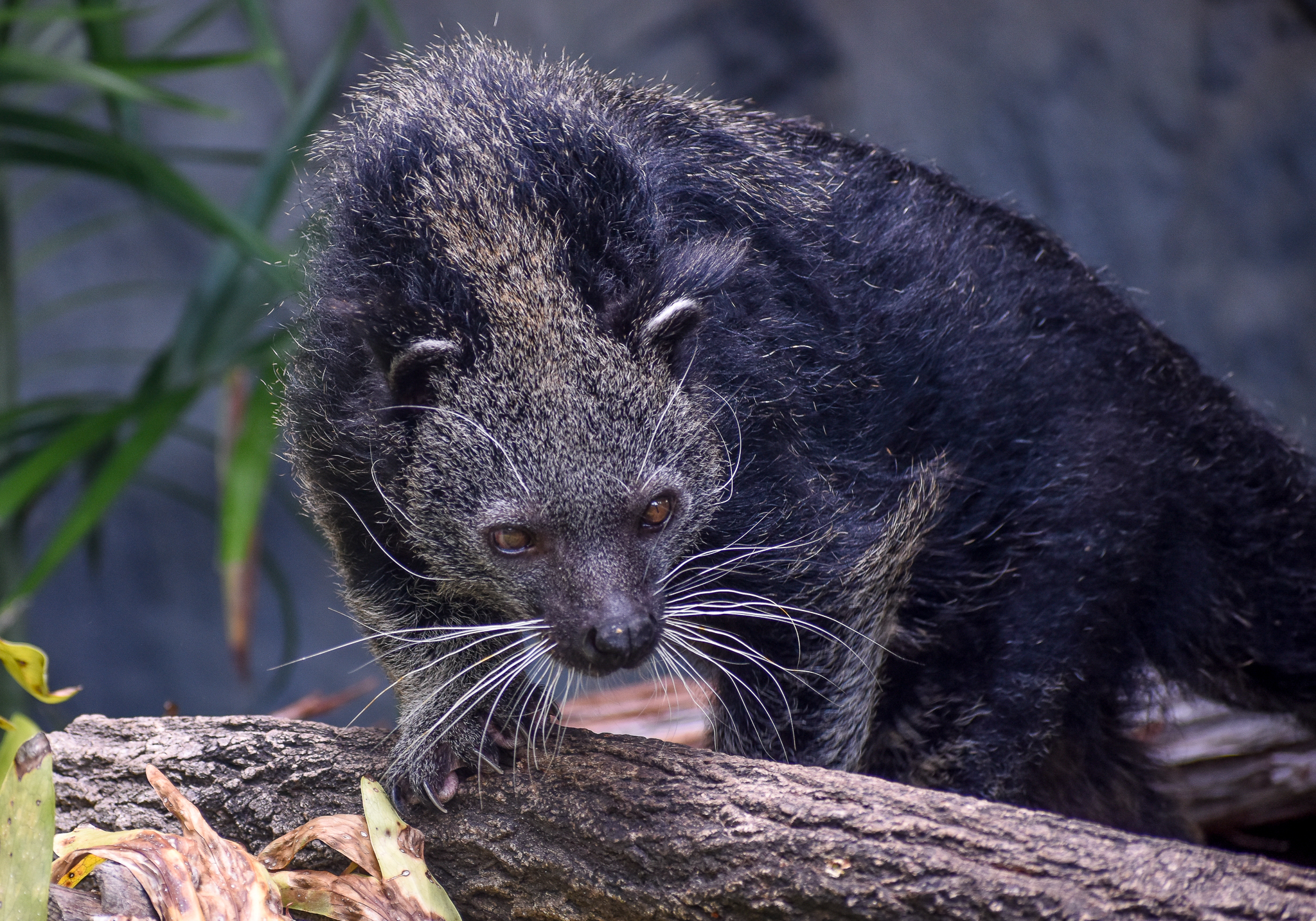Binturong