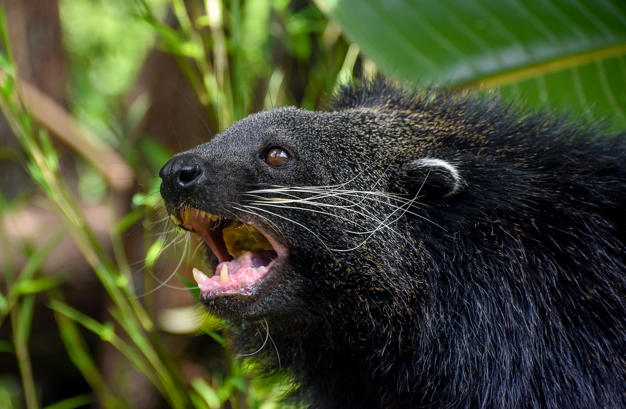 Binturong