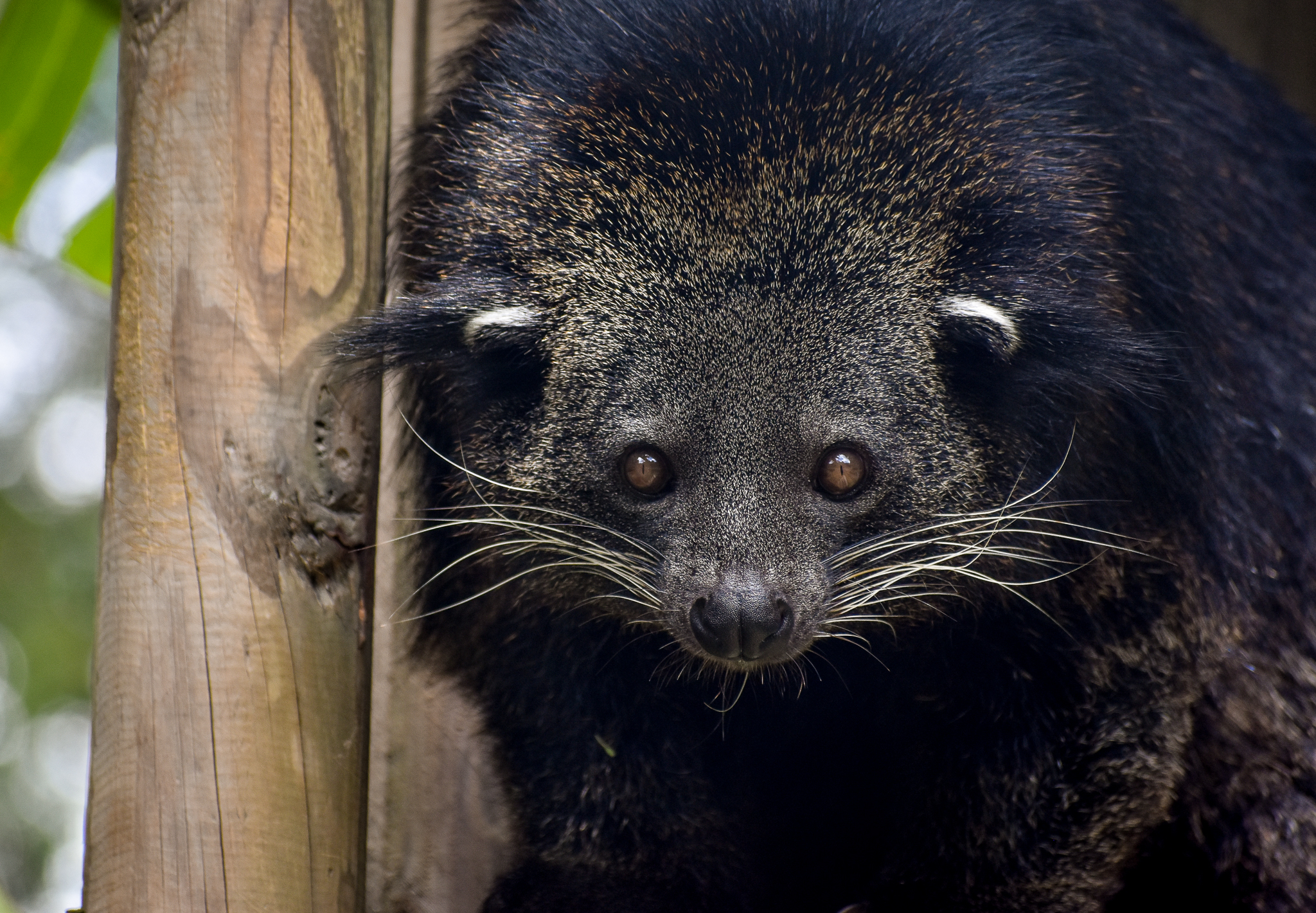 Binturong