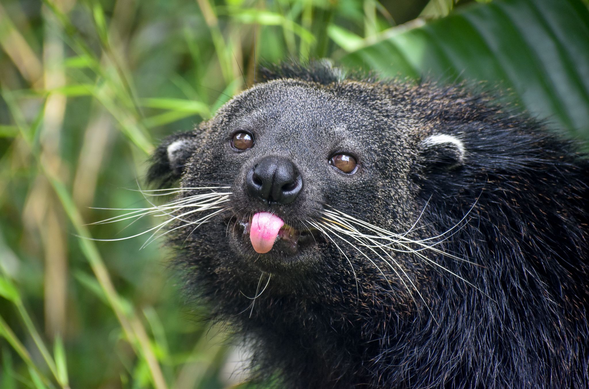 Binturong