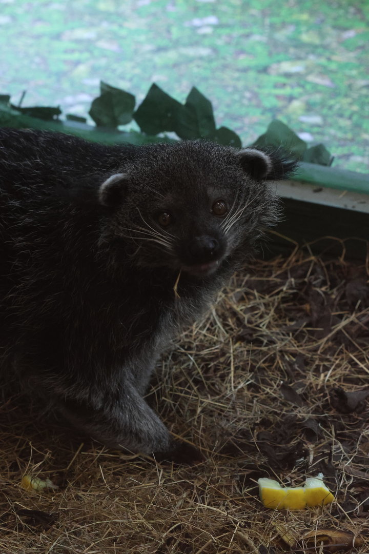 Binturong
