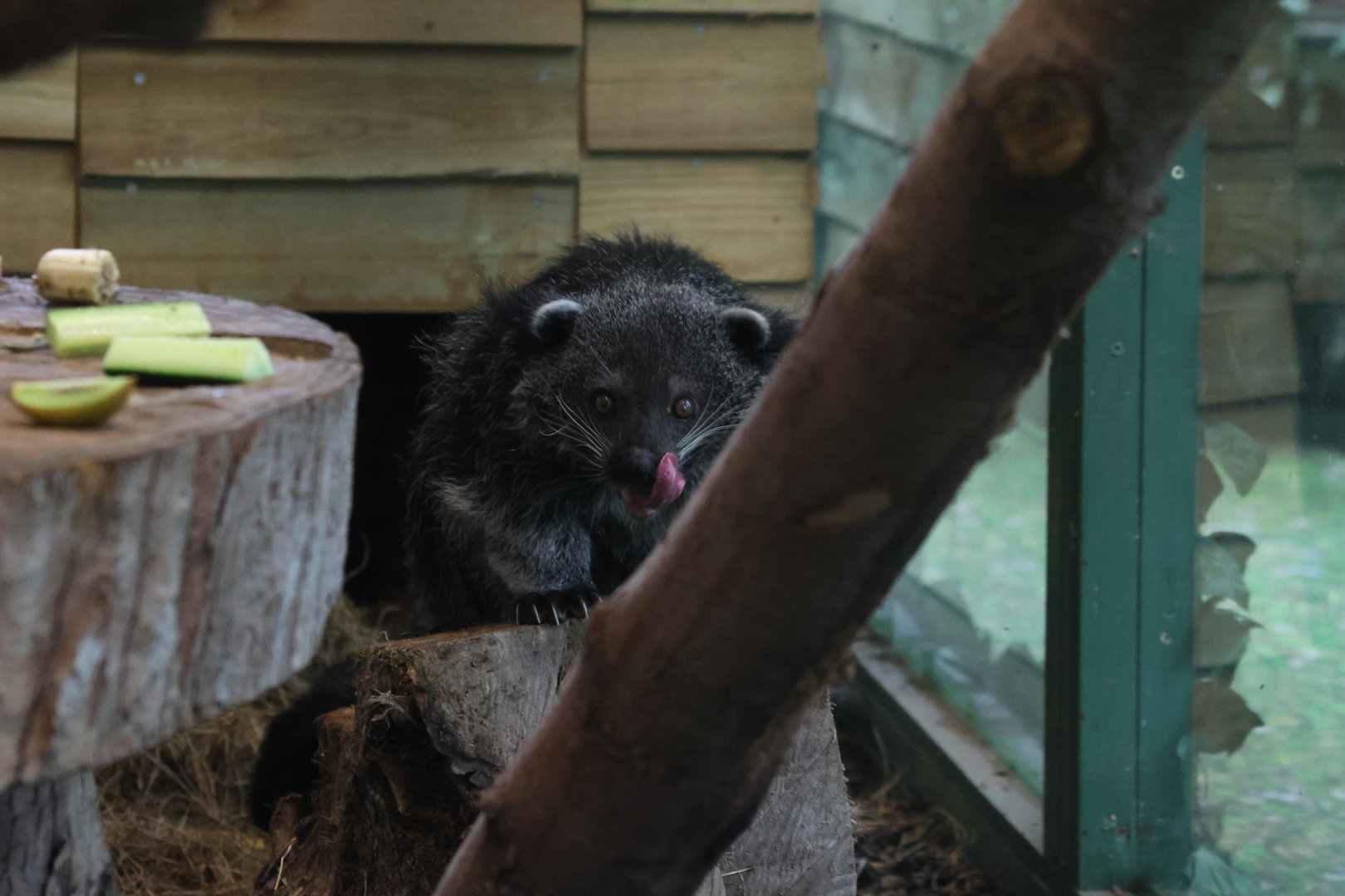 Binturong