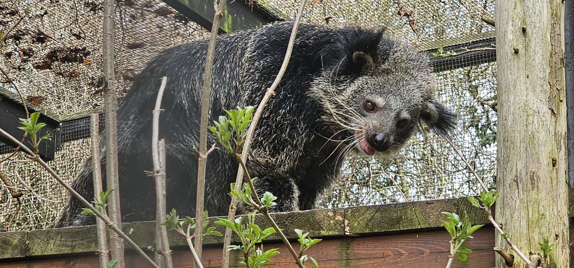 Binturong