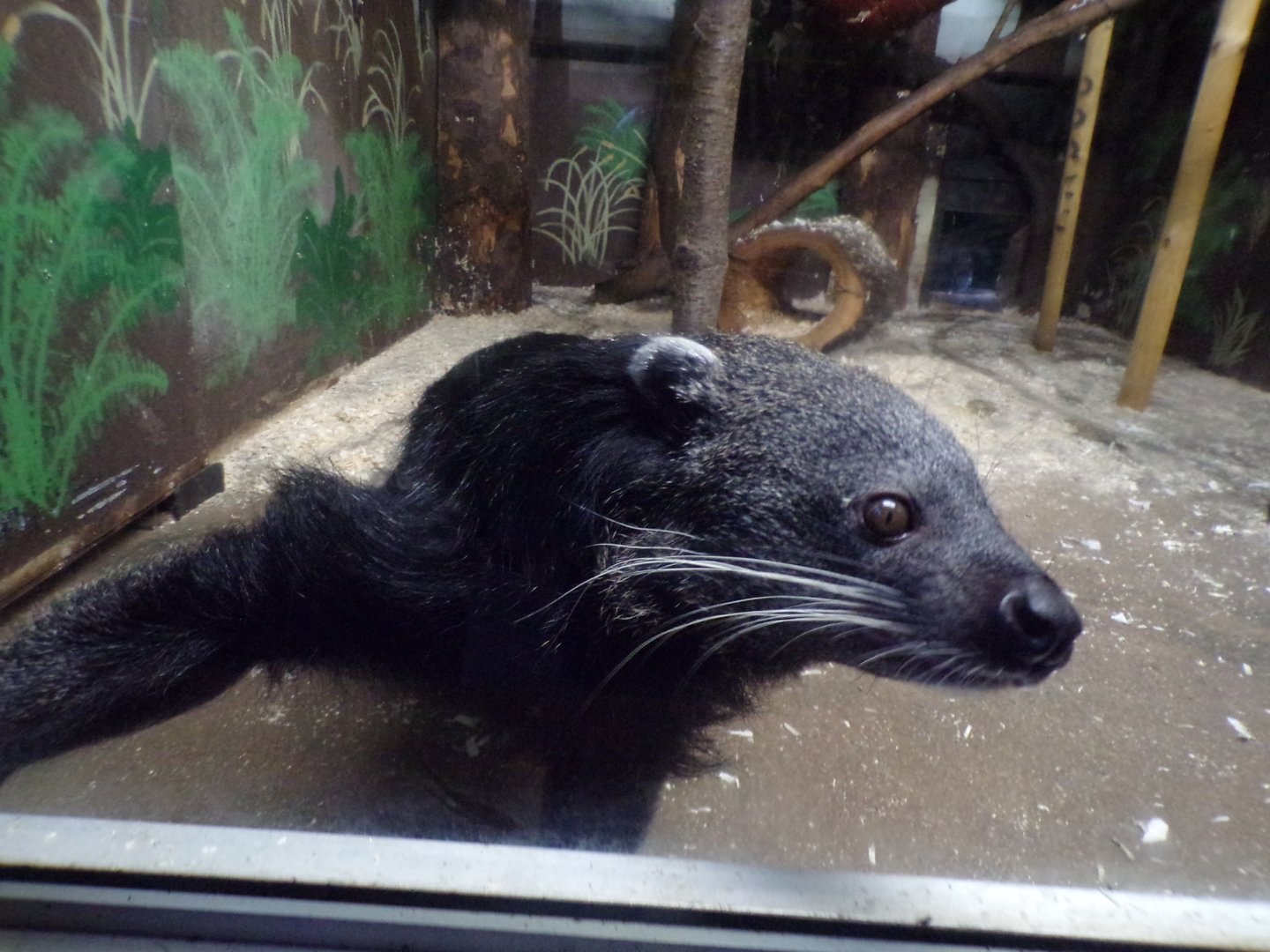 Binturong