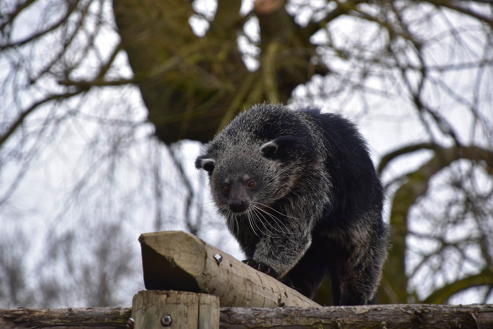Binturong