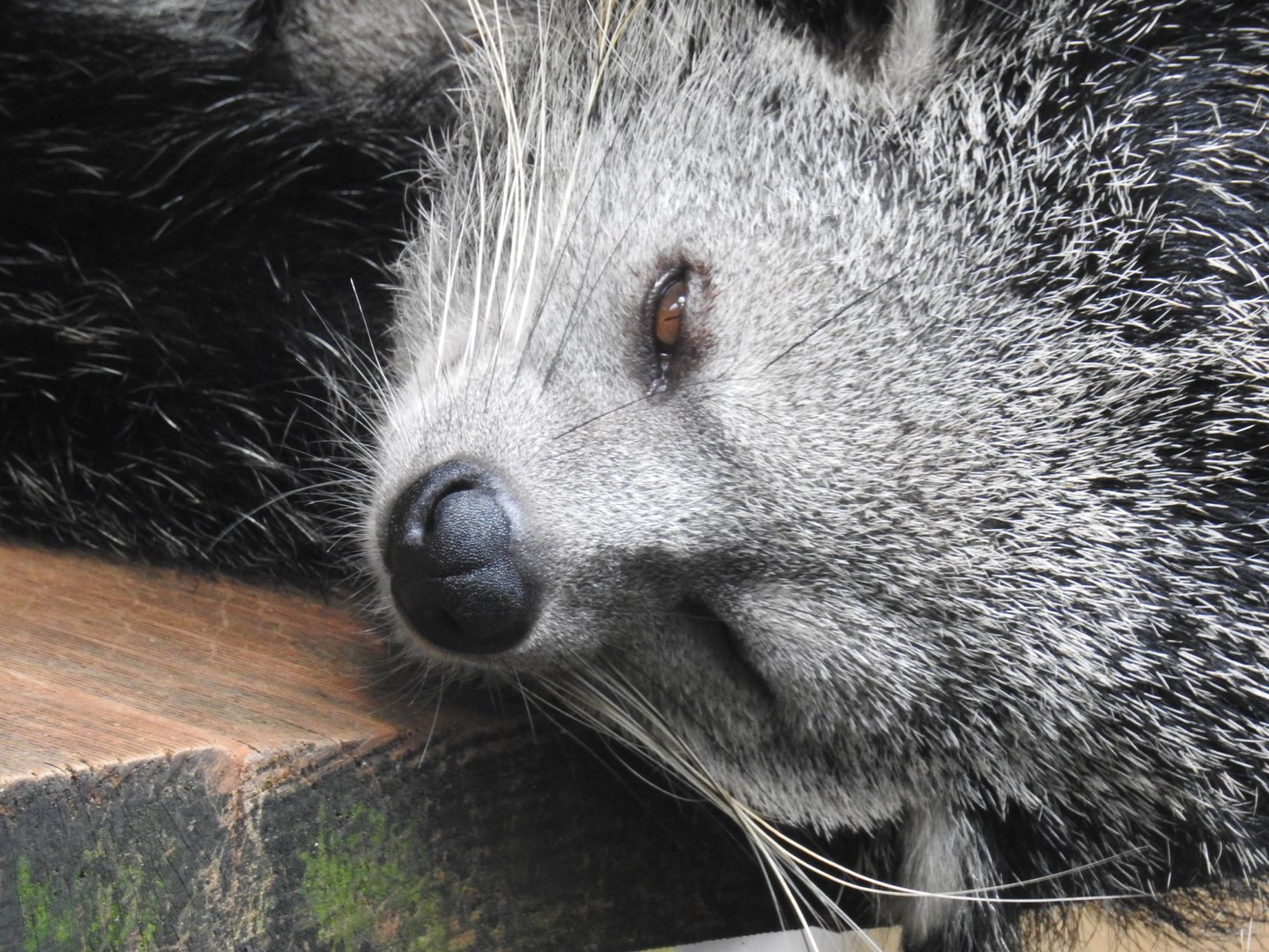 Binturong