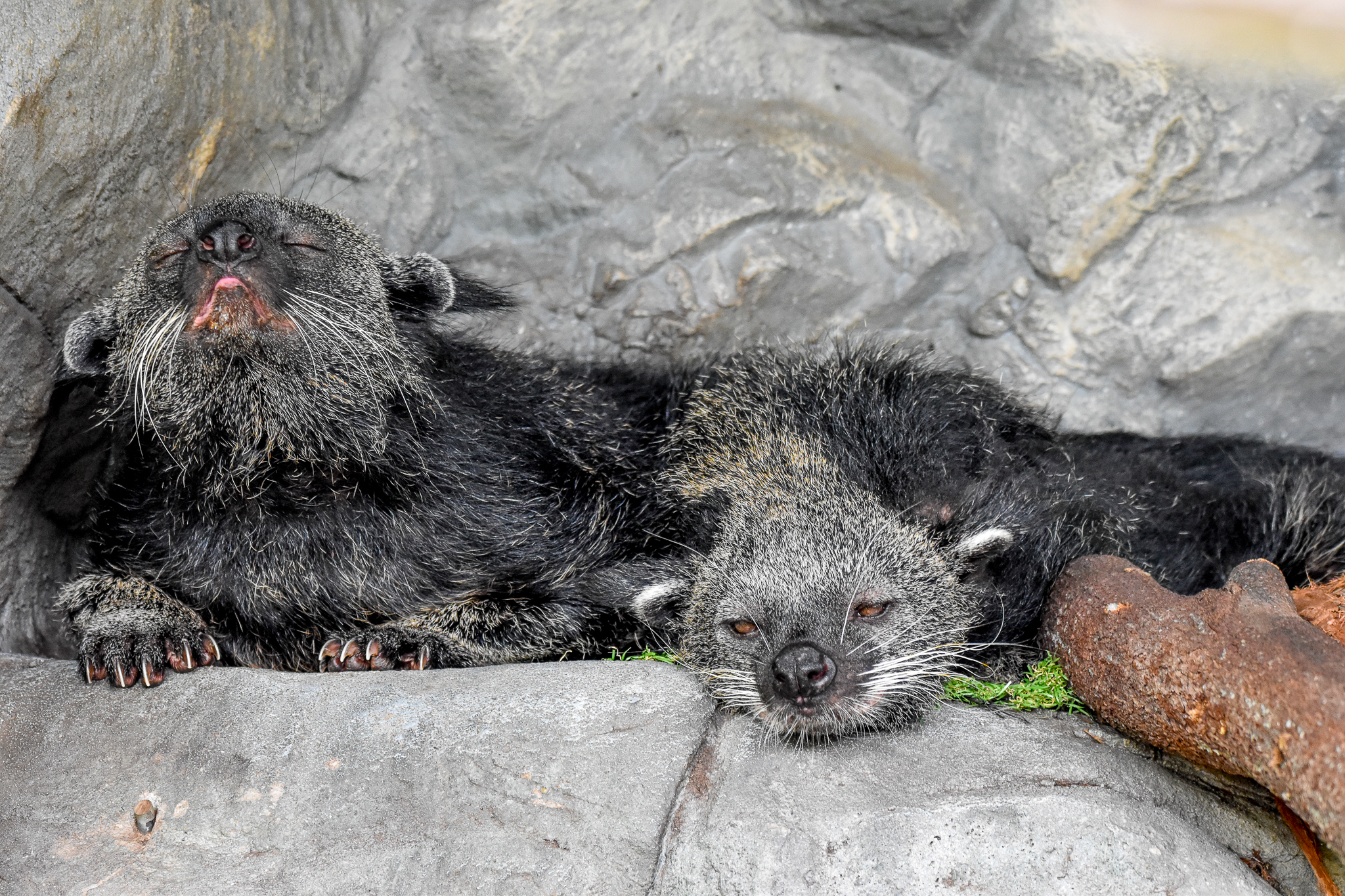 Binturong