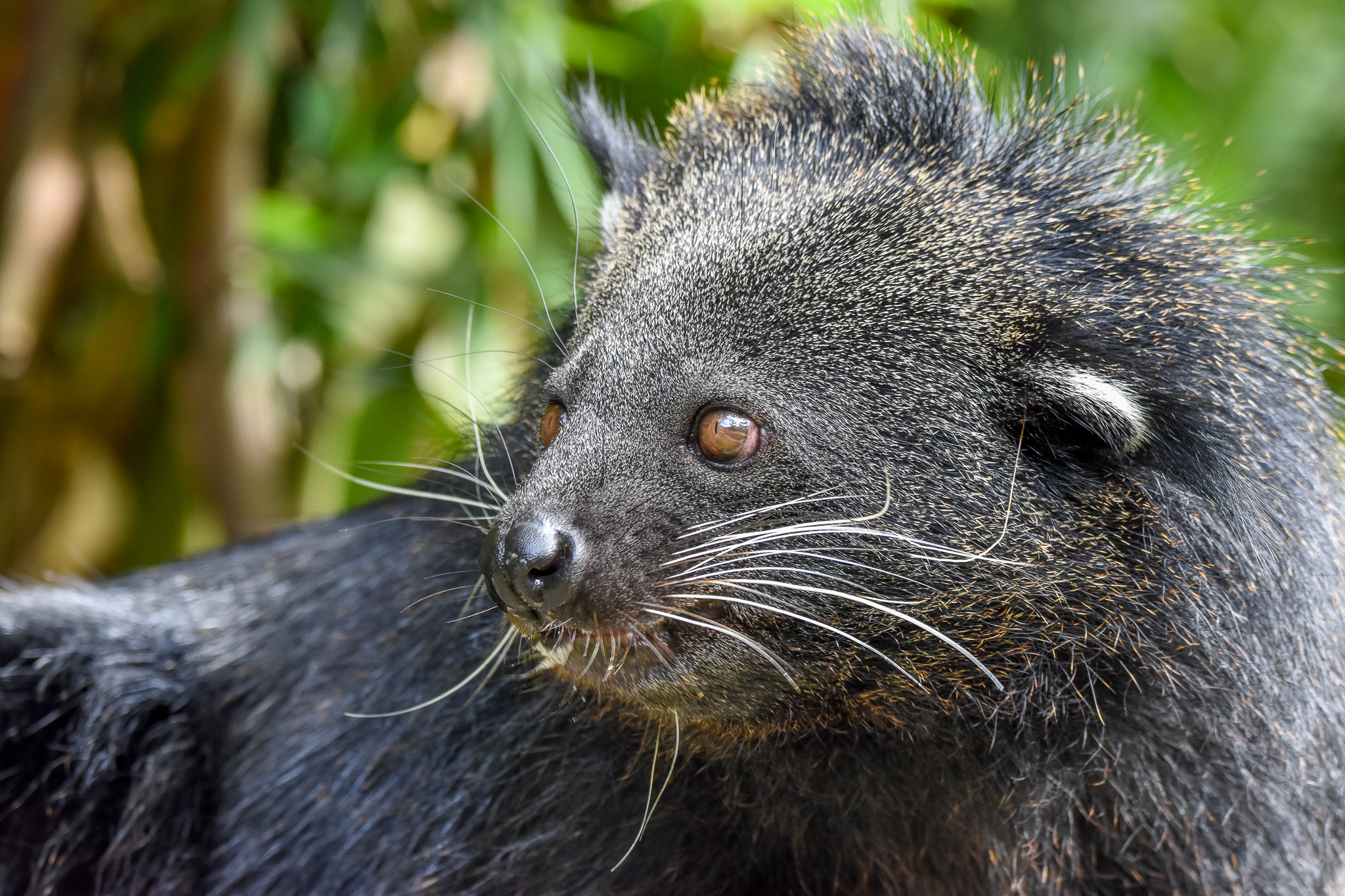 Binturong