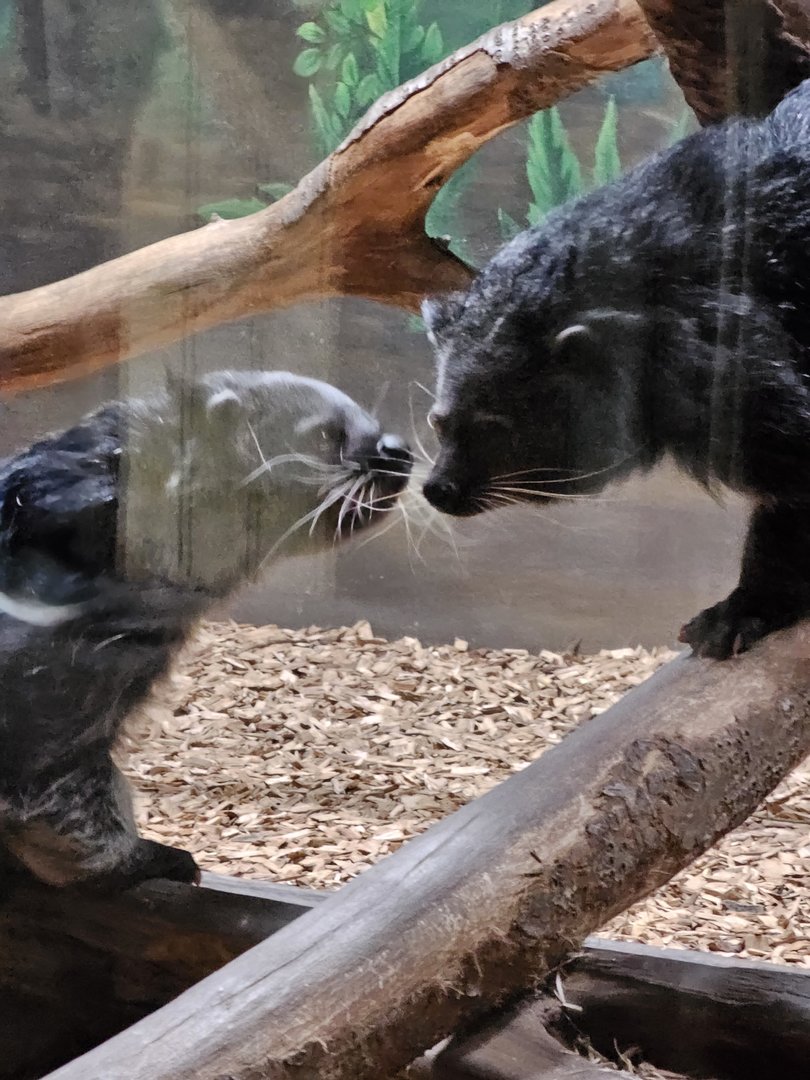 Binturong