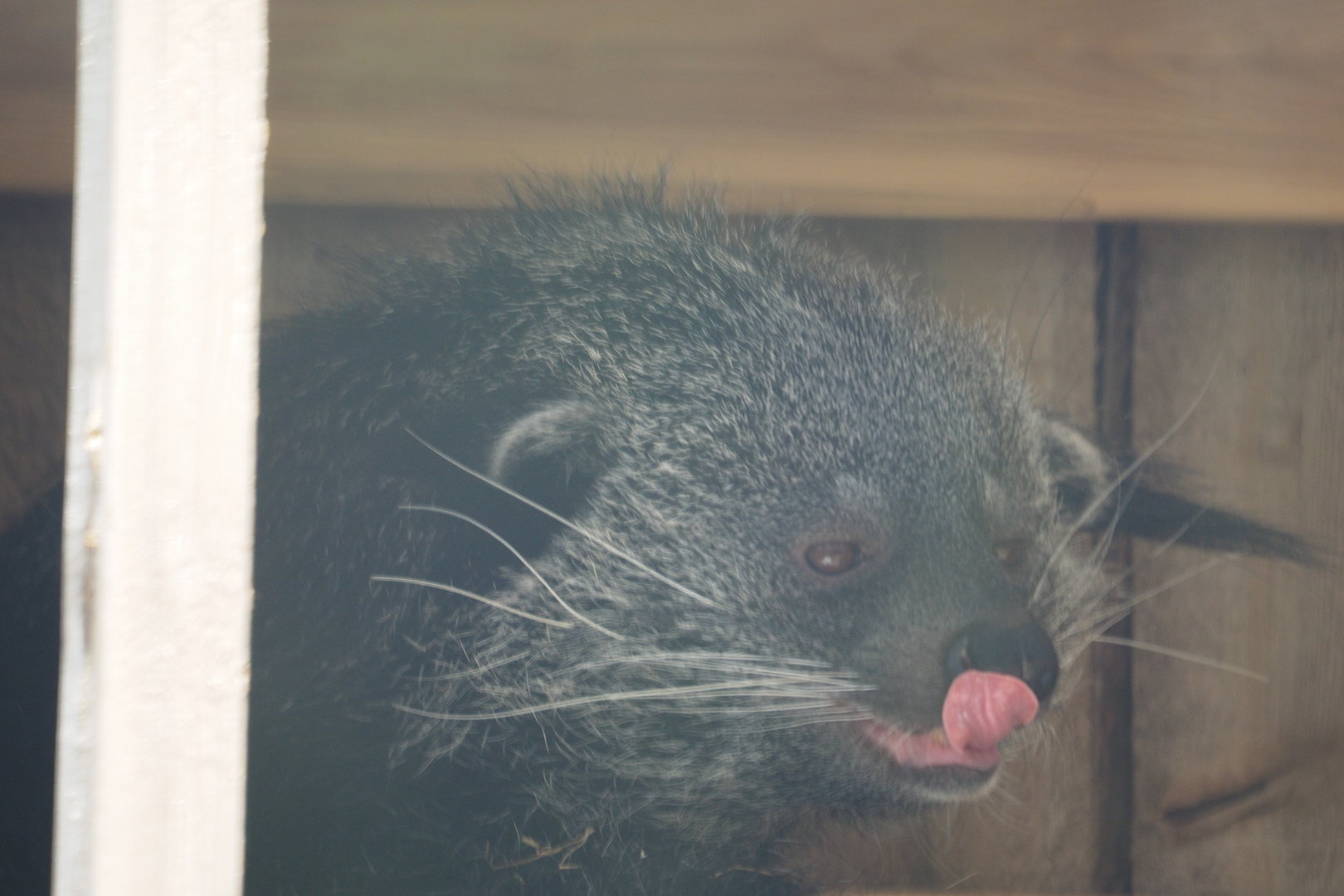 Binturong