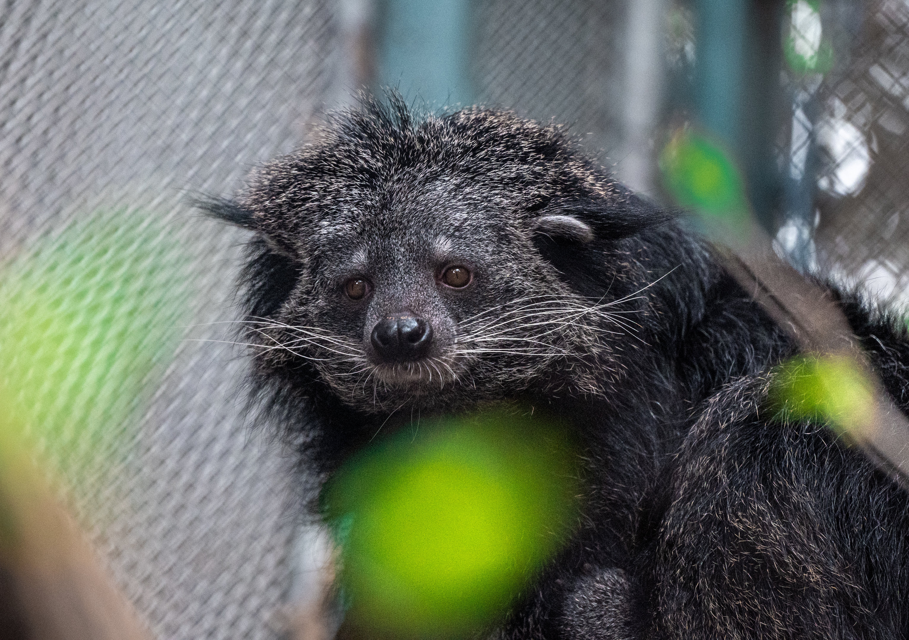 Binturong