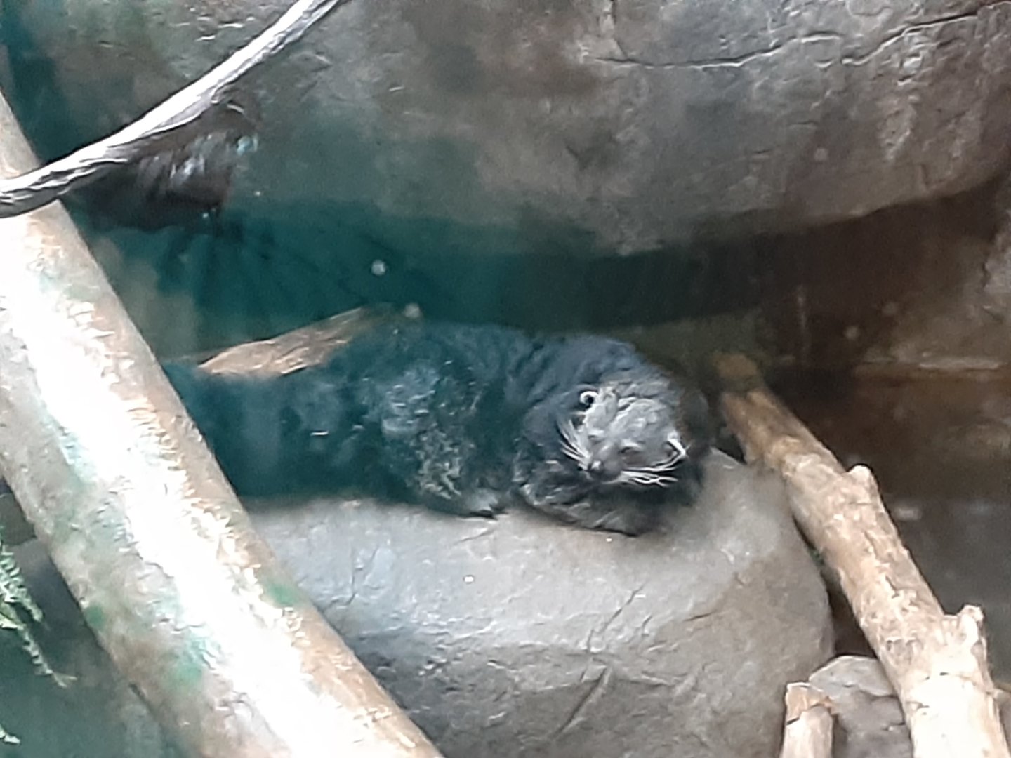 Binturong
