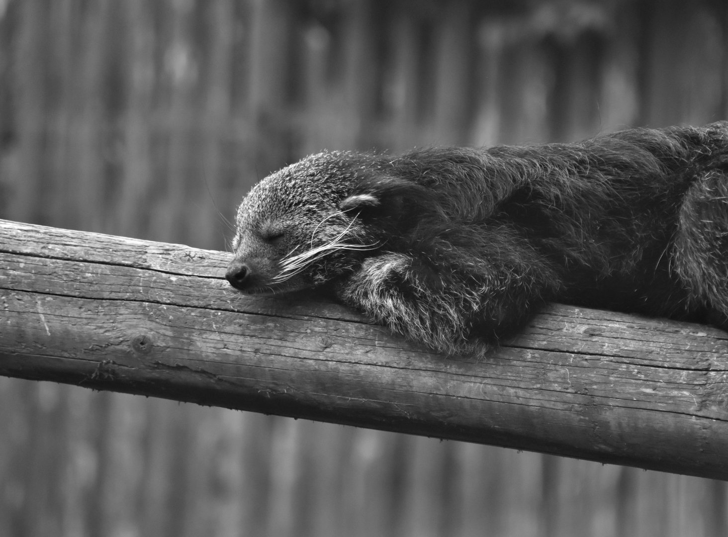 Binturong