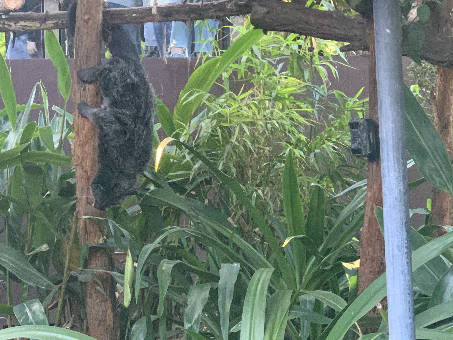 Binturong