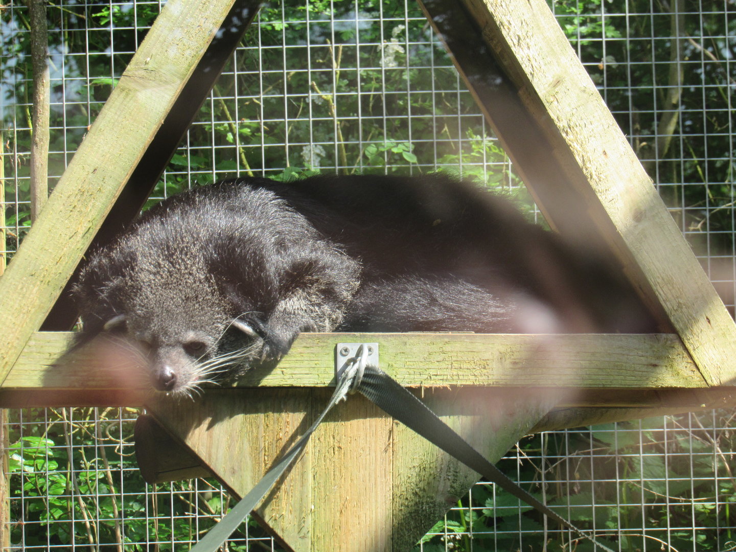 Binturong