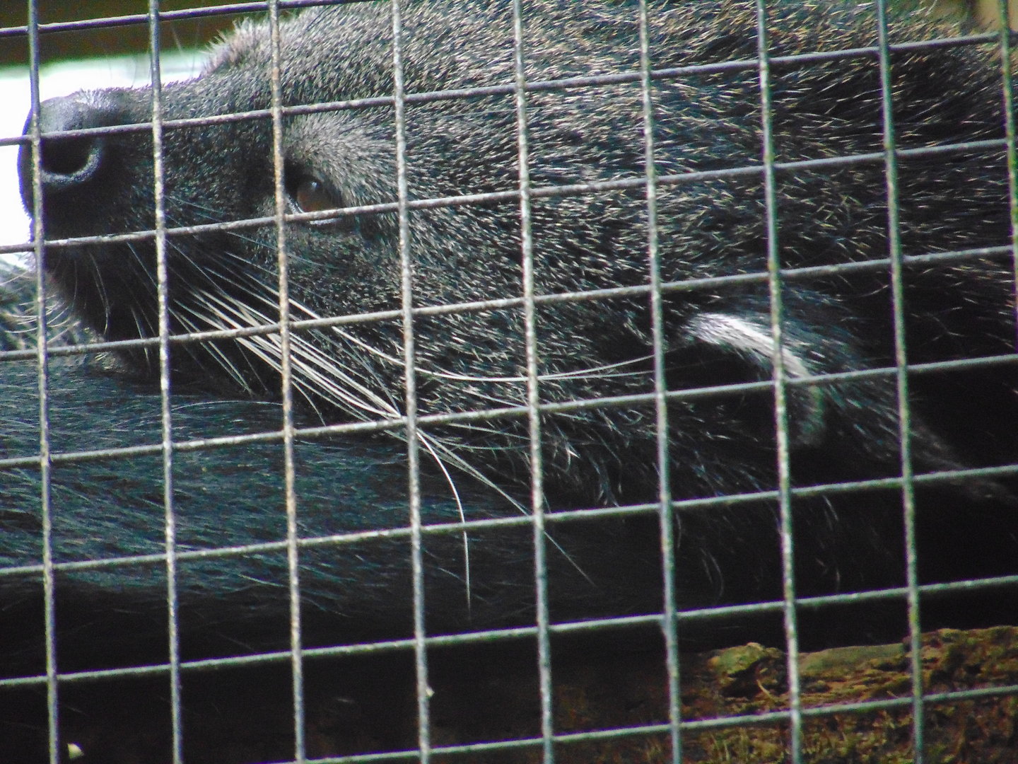 Binturong
