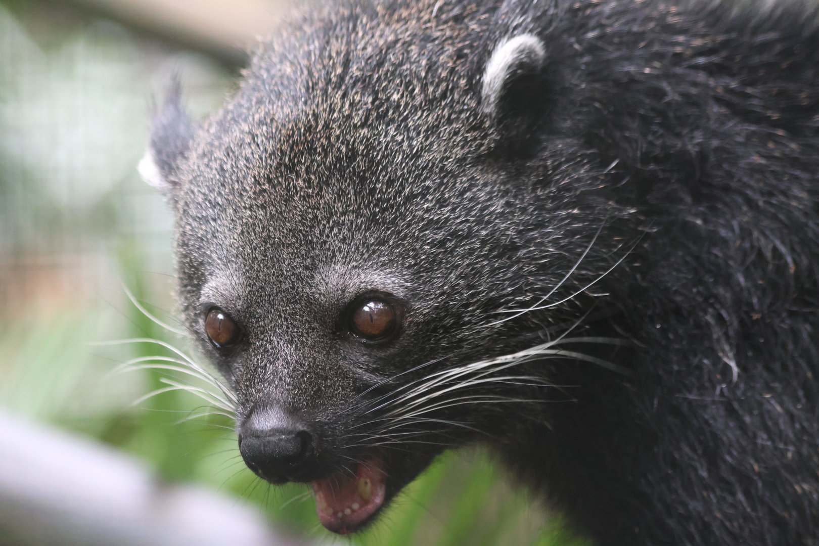 Binturong